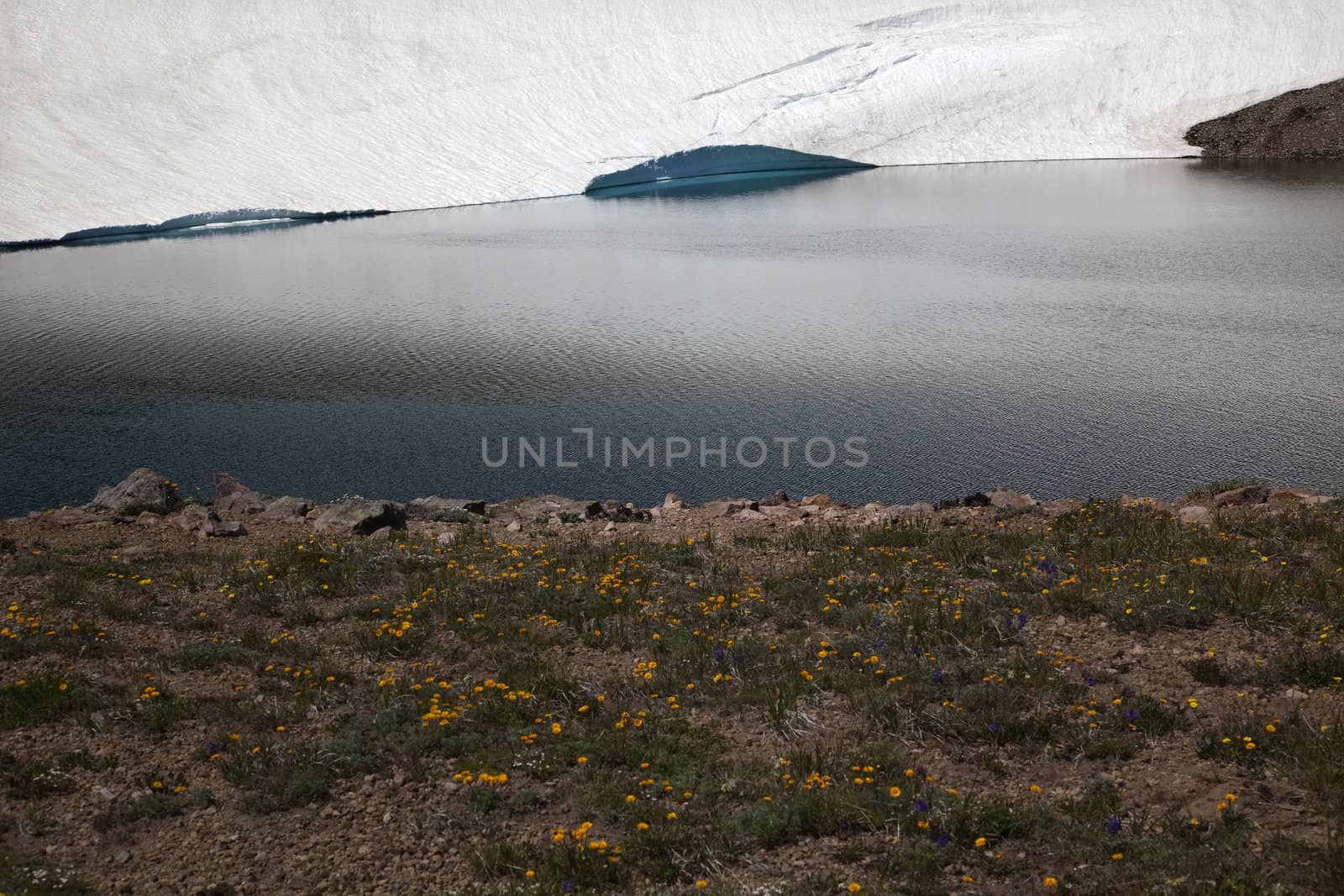 Yellow Wildflowers Frozen Lake Reflection Mount Rainier Sunrise  Snow Mountain Washington