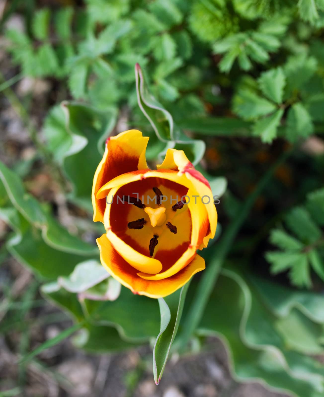 Macro shot of a red tulip interior.