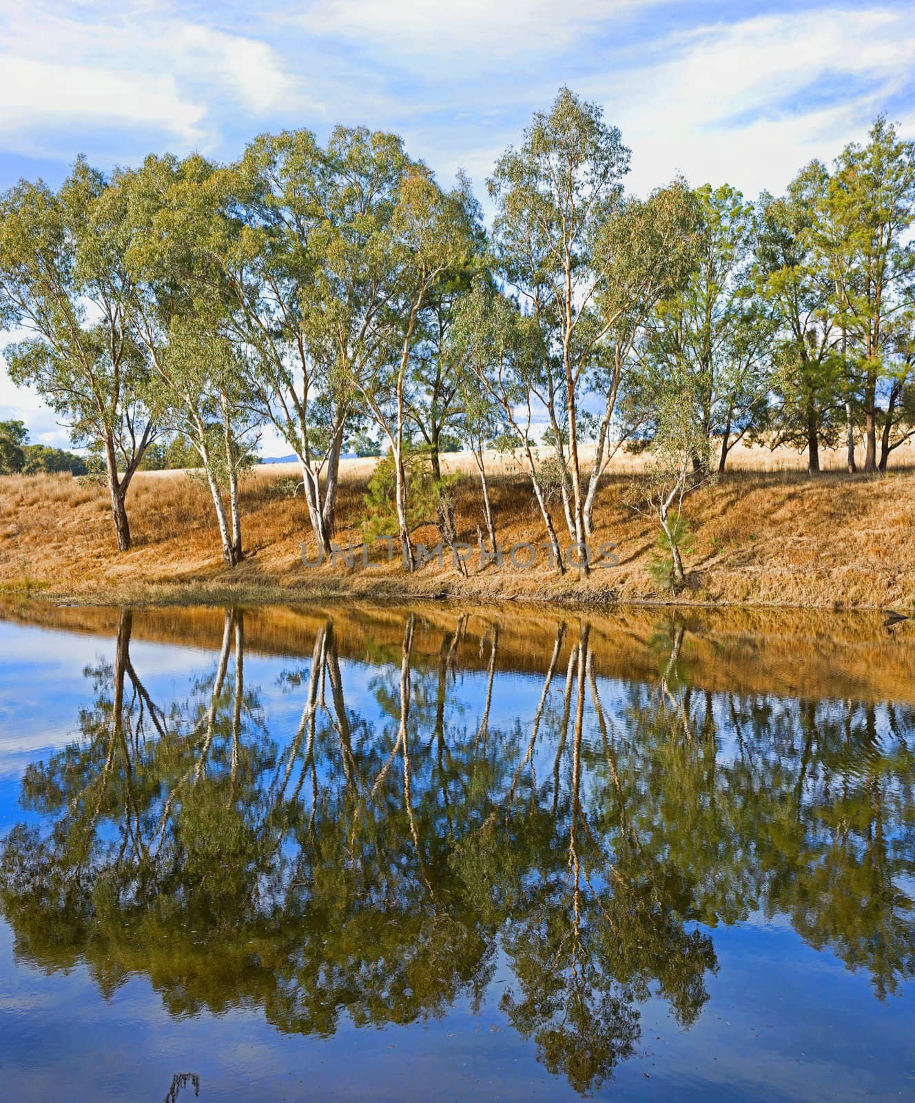 river gum trees reflecting in river by clearviewstock