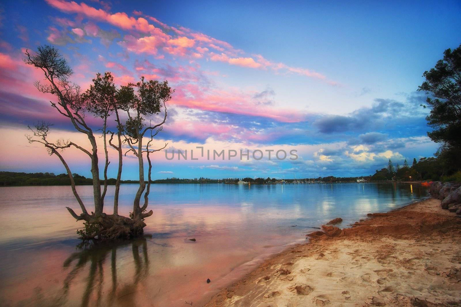 sunset over mangrove tree by clearviewstock