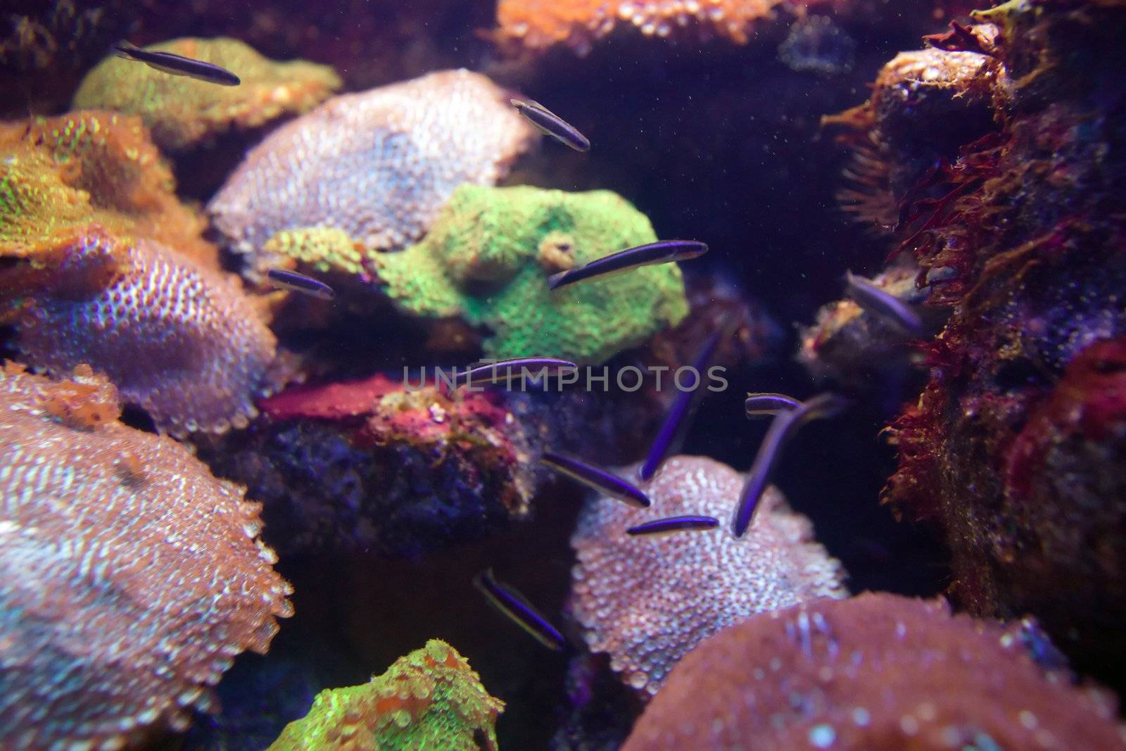 fish and sea life by clearviewstock