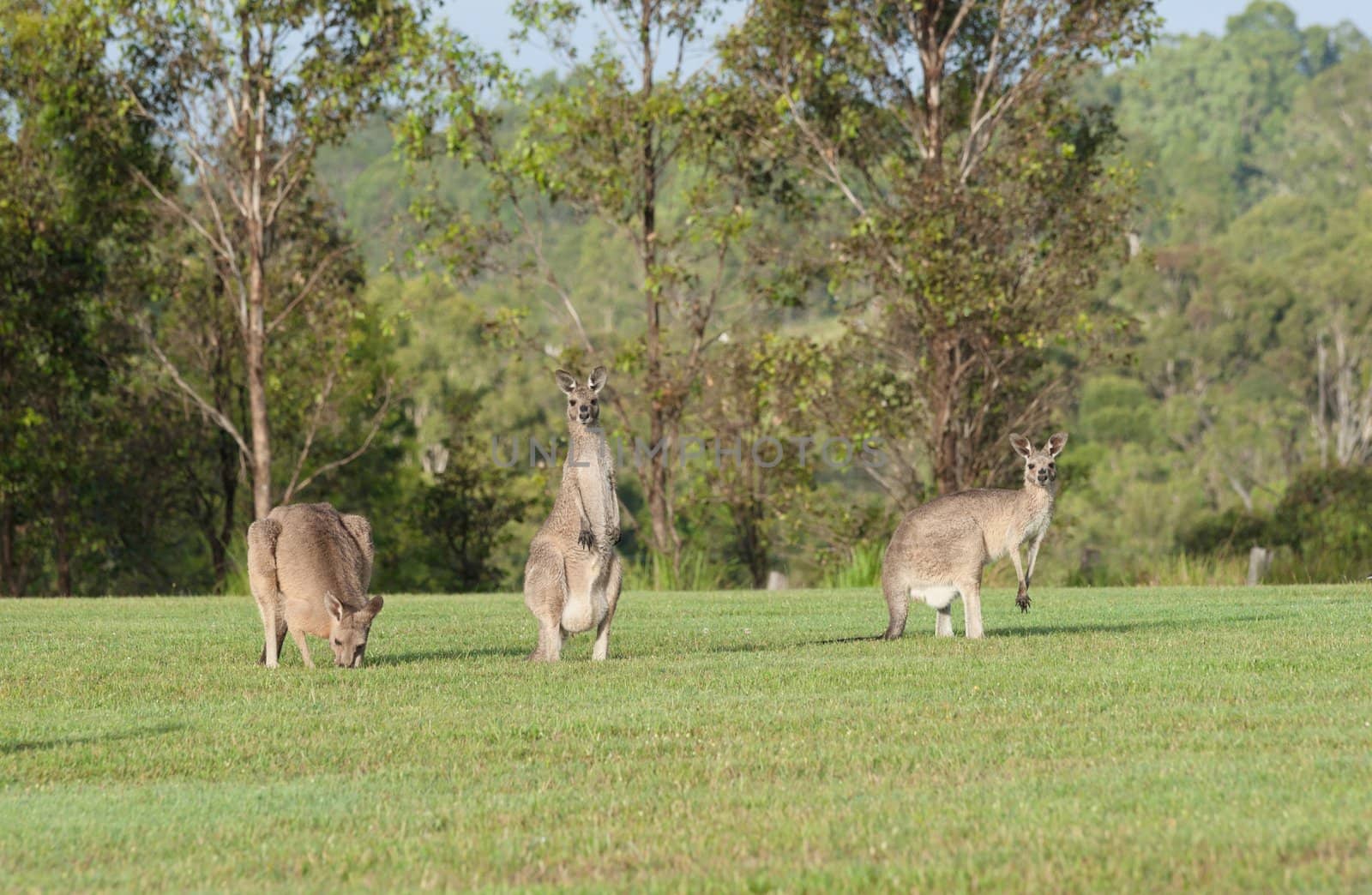 australian eastern grey kangaroos on the grass