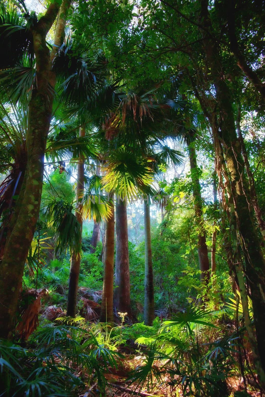 trees in the rainforest by clearviewstock