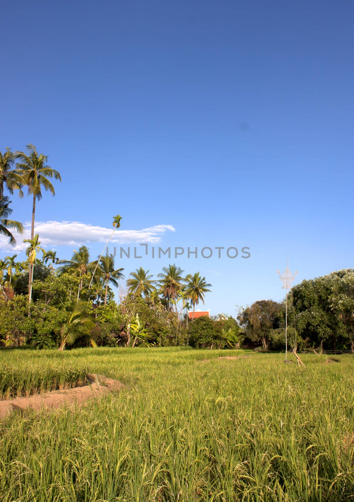 Mostly coconut fields. by janniwet