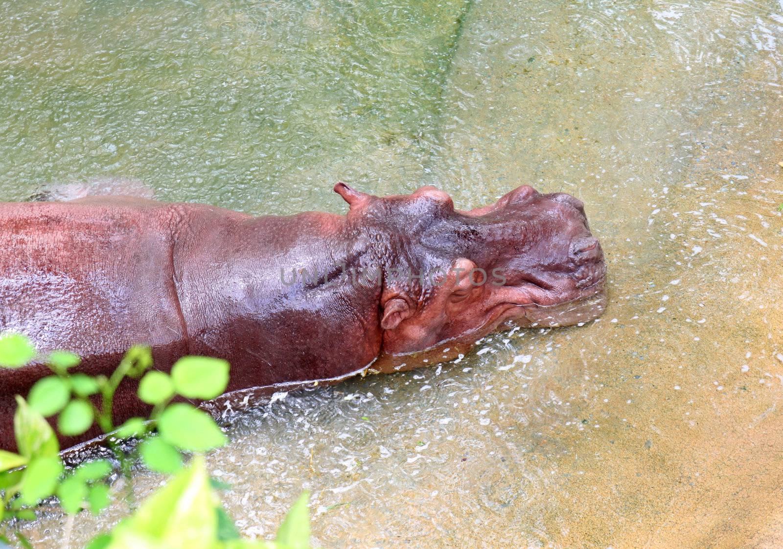 hippopotamus relax in water  by nuchylee