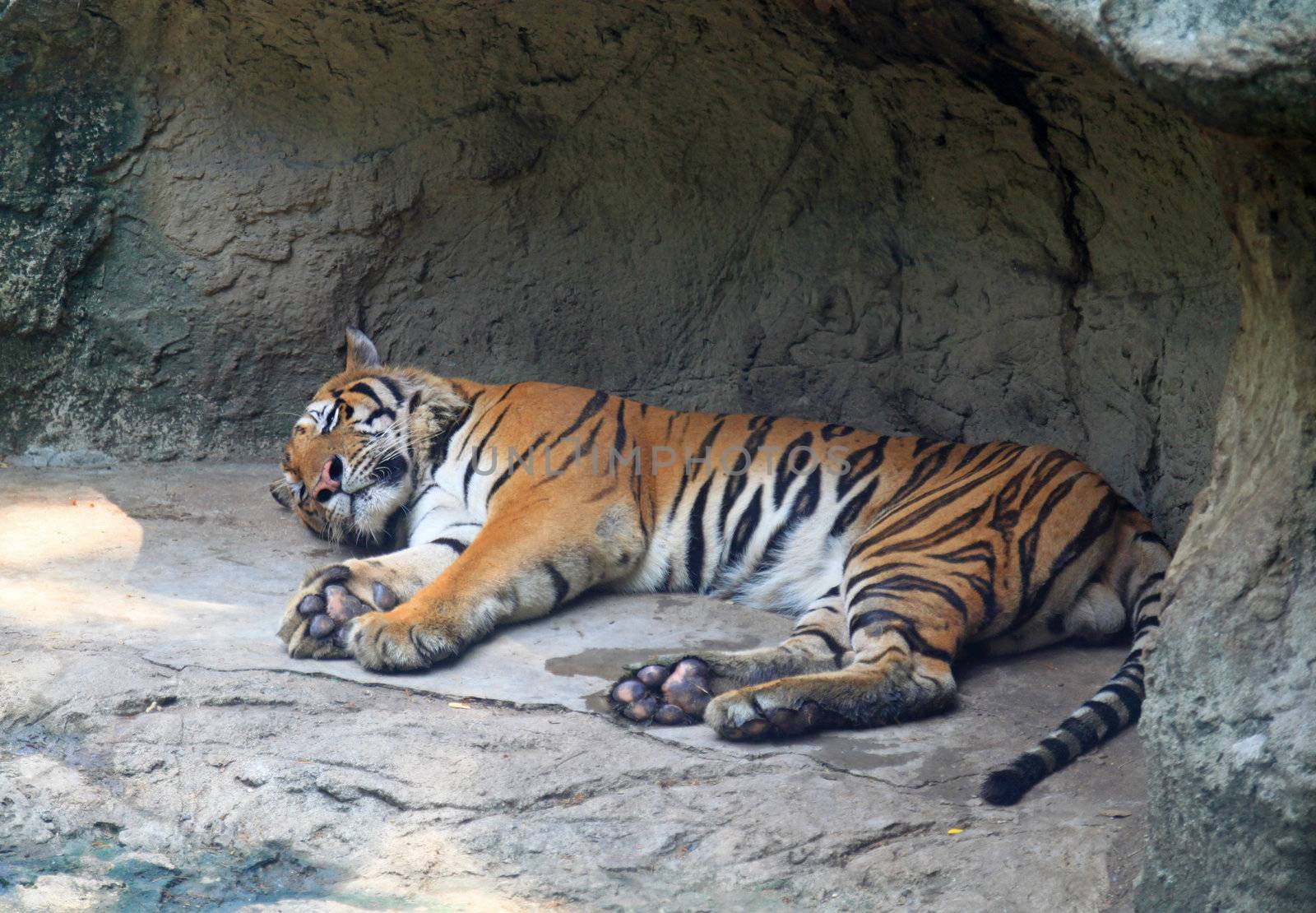 Tiger sleep on a rock in zoo 