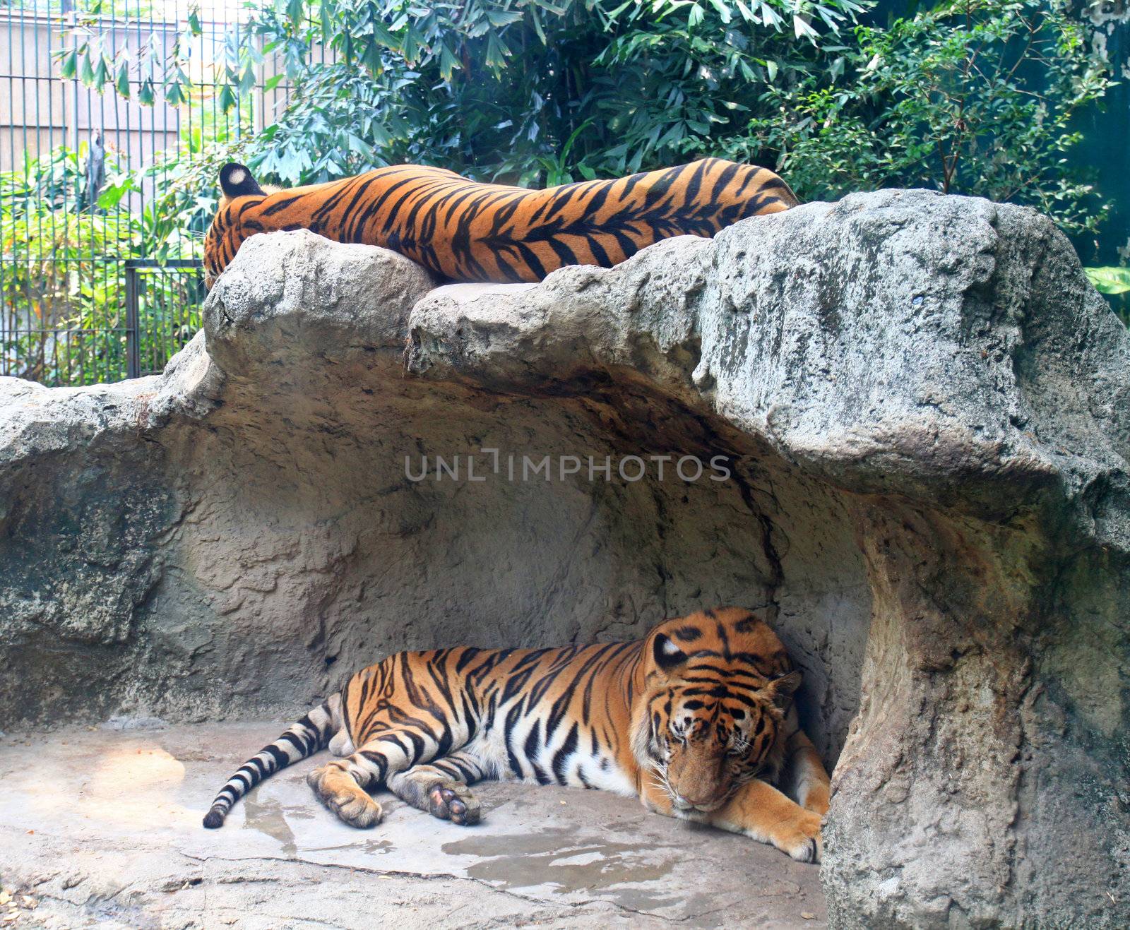 Two tigers sleep on a rock in zoo 