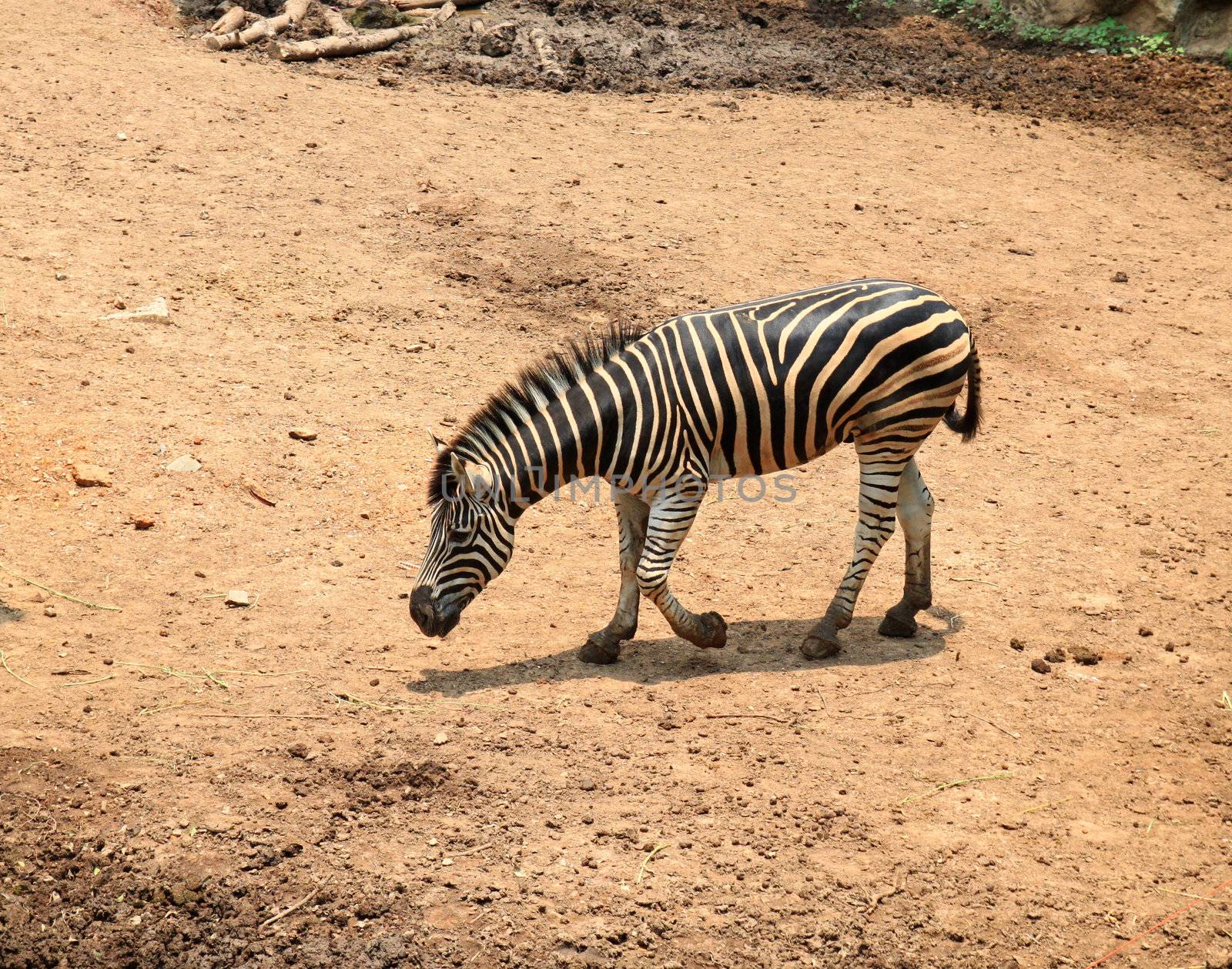 Young zebra in the zoo by nuchylee