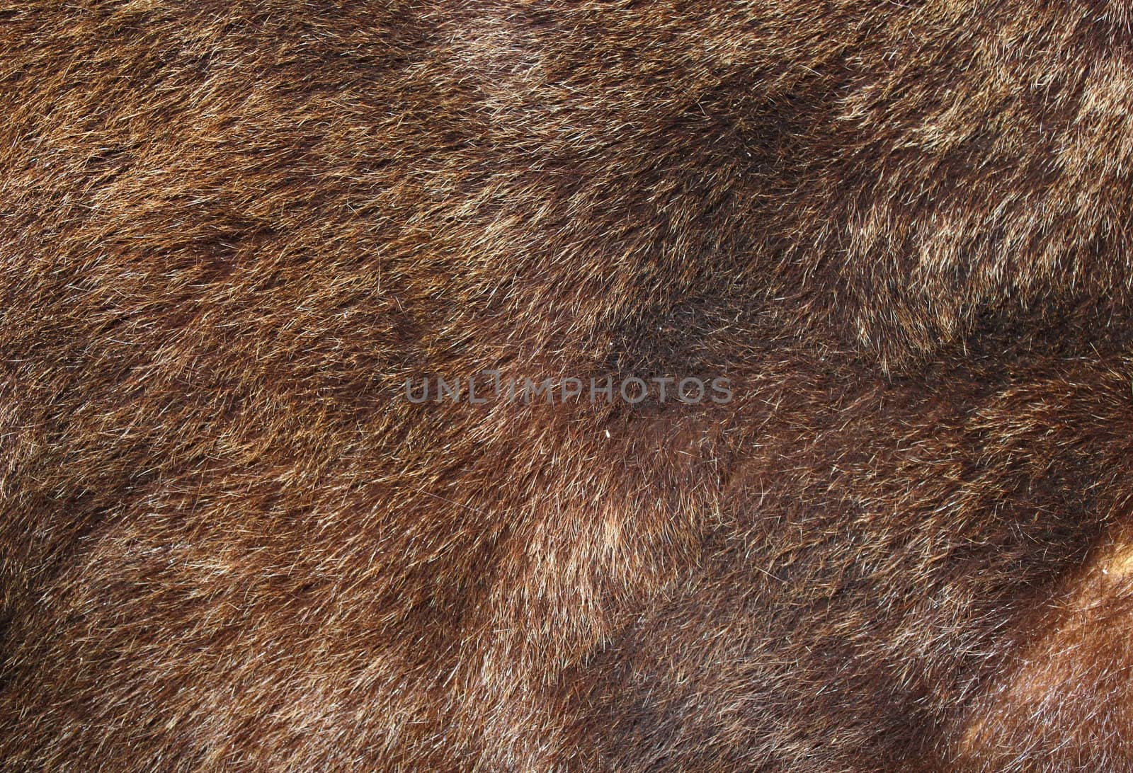 texture of brown bear fur hunted in Rondei mountains, the Carpathians, Romania