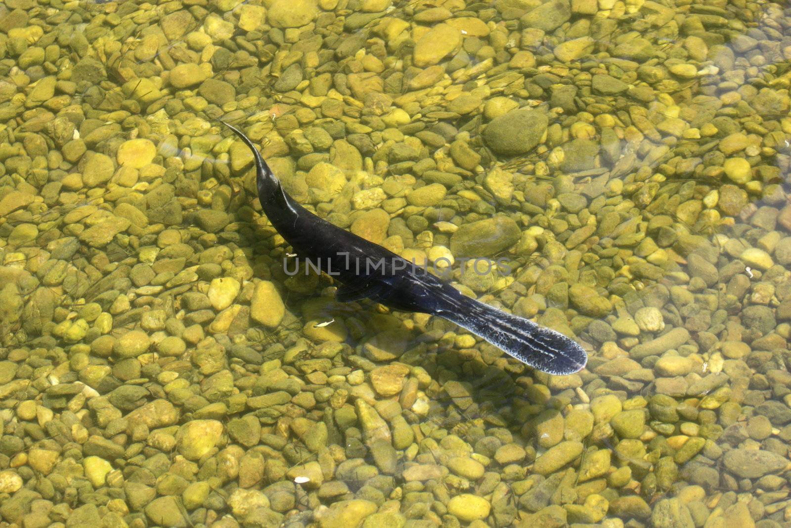 polyodon spathula, a bizarre fish in an artificial lake