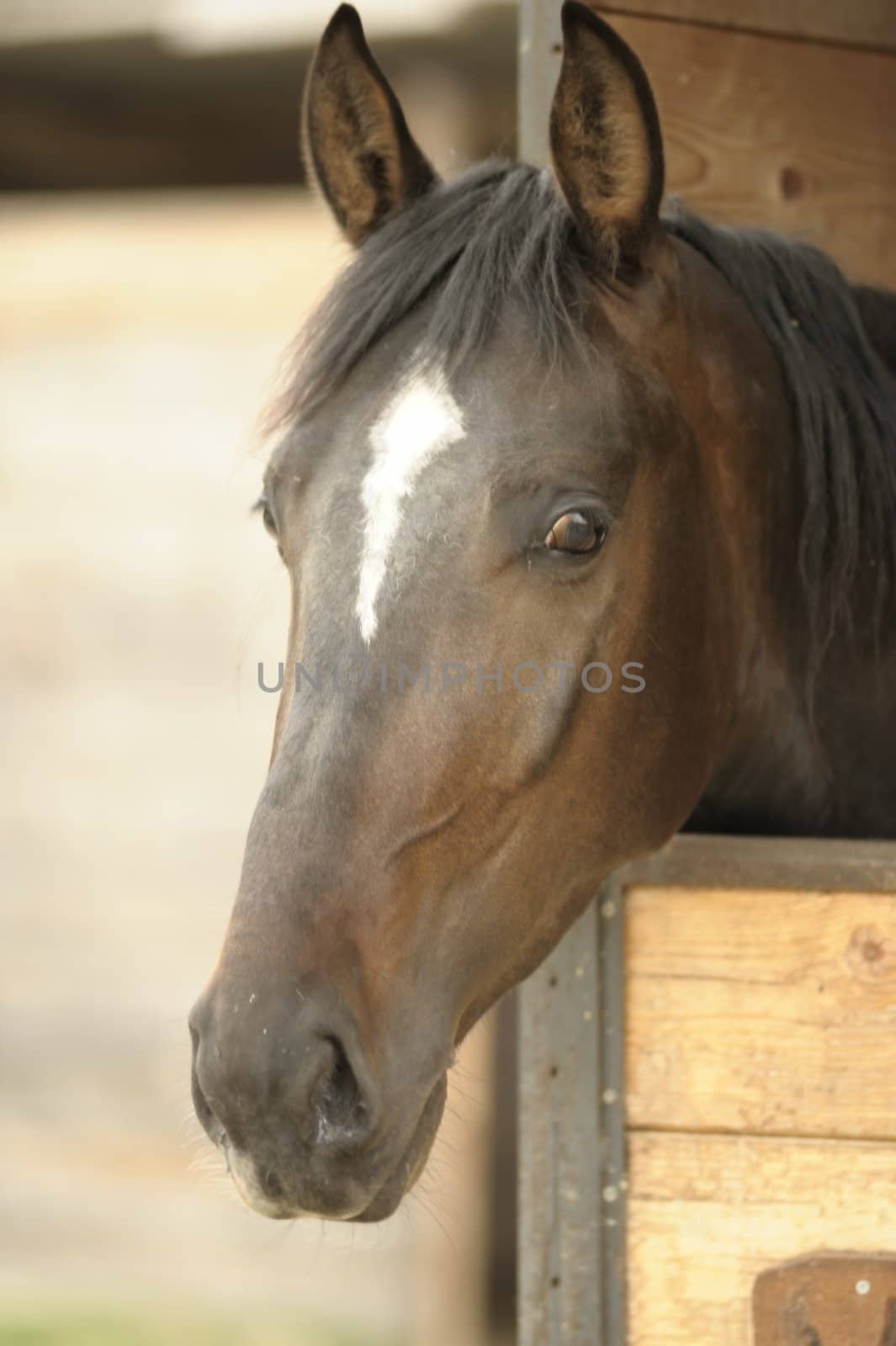 A portrait of a beautiful brown horse