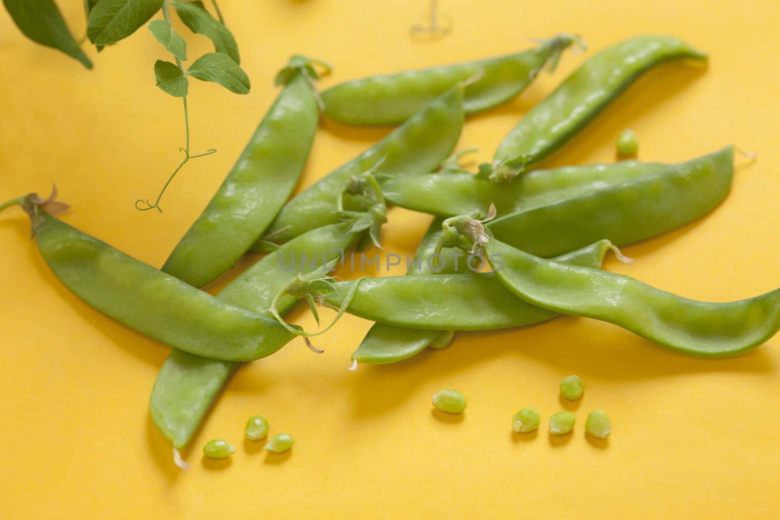 Snow Peas on Yellow Background by biitli