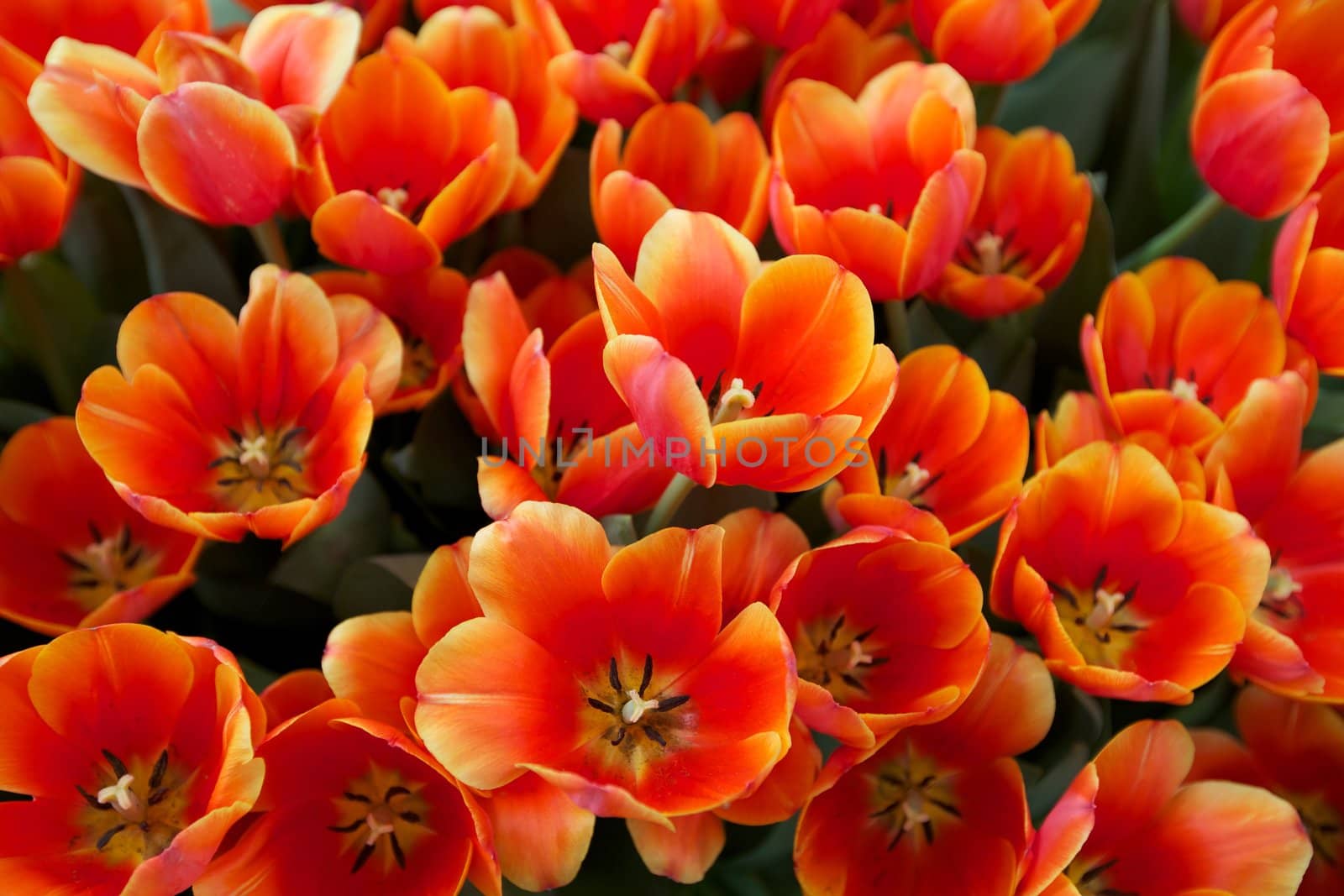 Orange and Yellow Tulips Grown in a Botanical Garden