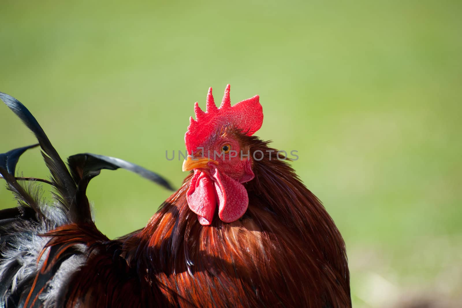 Rooster by kenneththunes