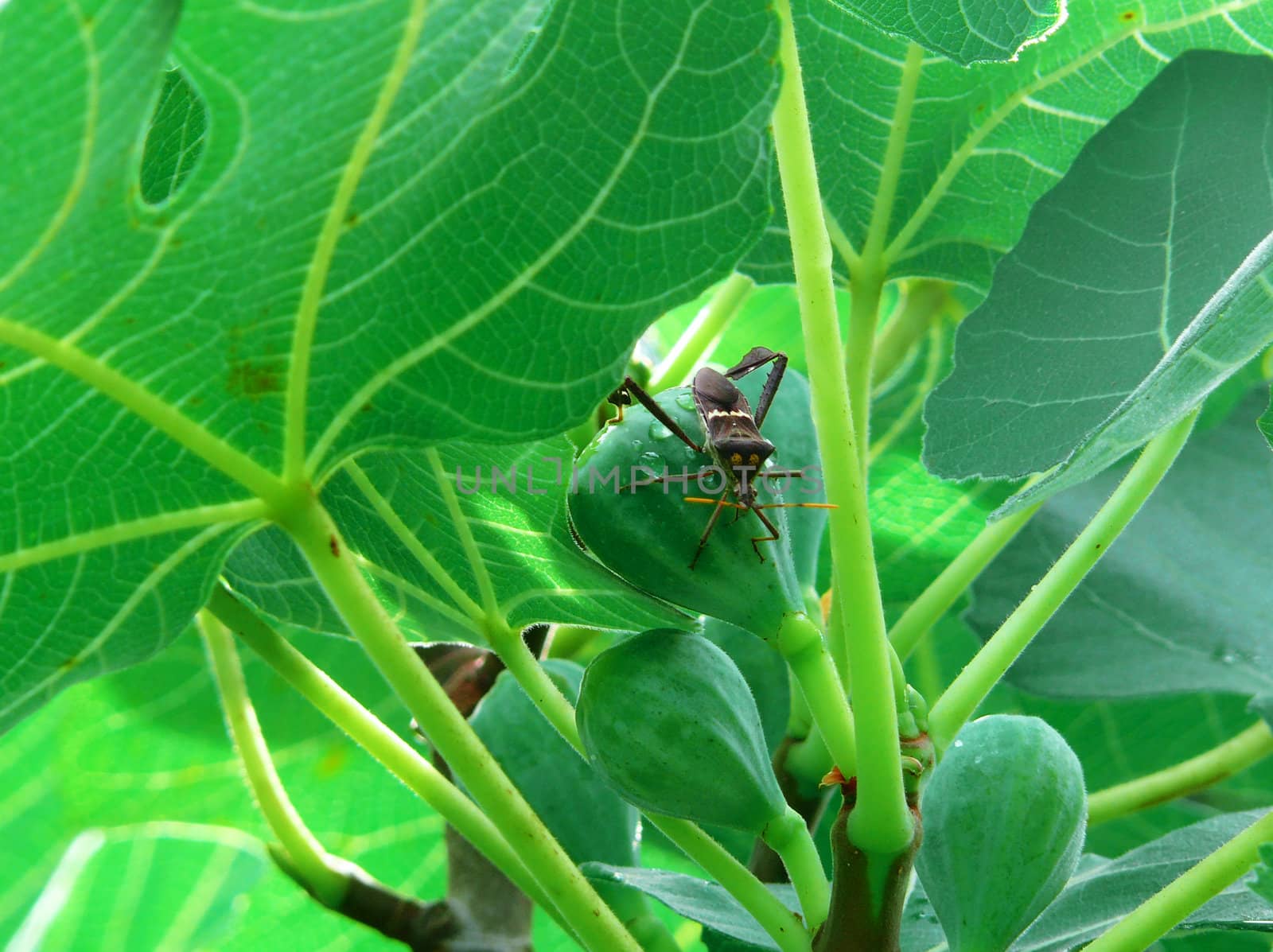 A black bug on a fig growing on the vine.