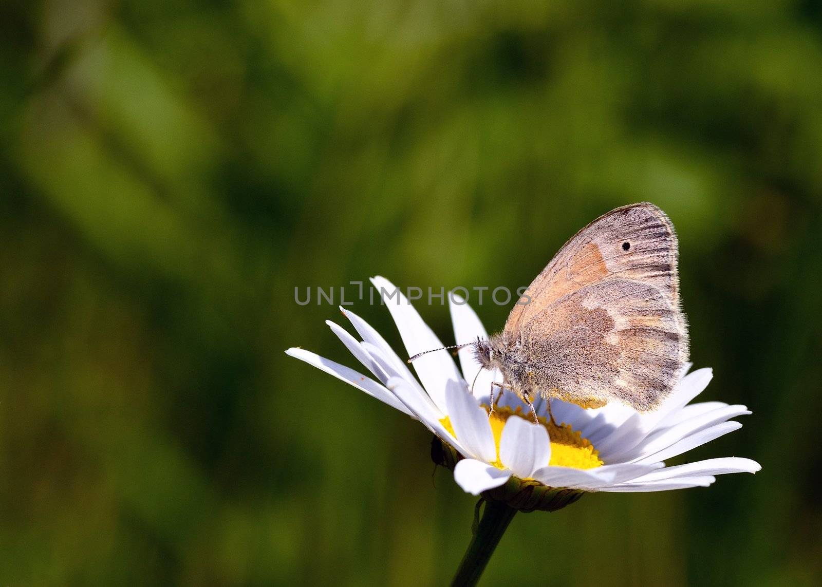 Common Ringlet Butterfly perched on a flower collecting pollen.