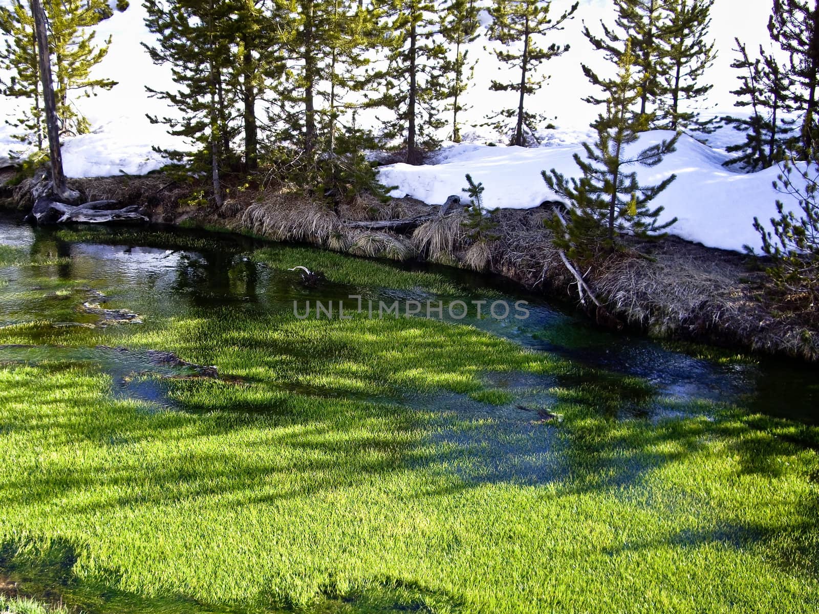 Grass grows in river in Yellowstone Park, Wyoming USA