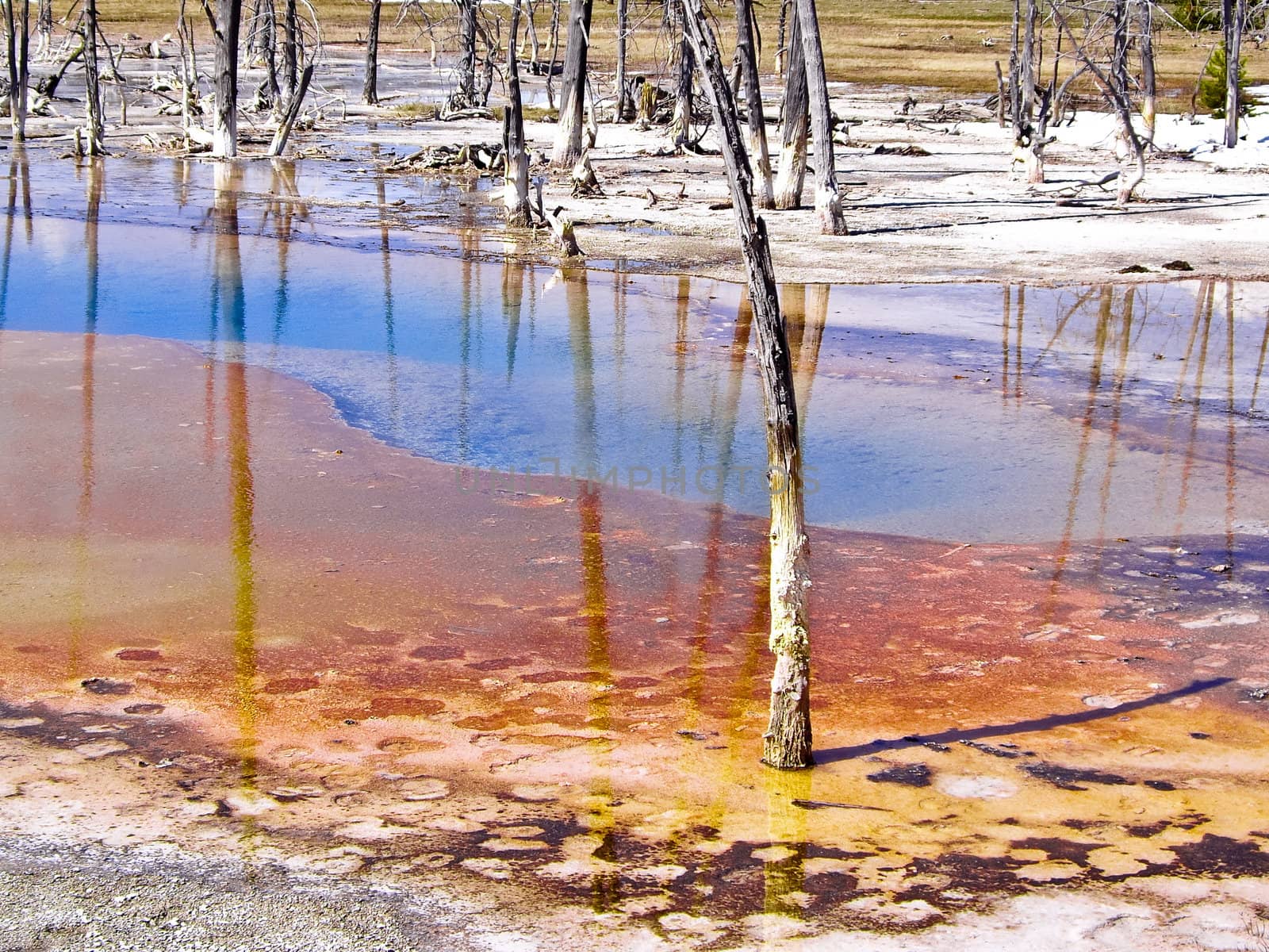Trees in acidic thermal pool in Yellowstone Park