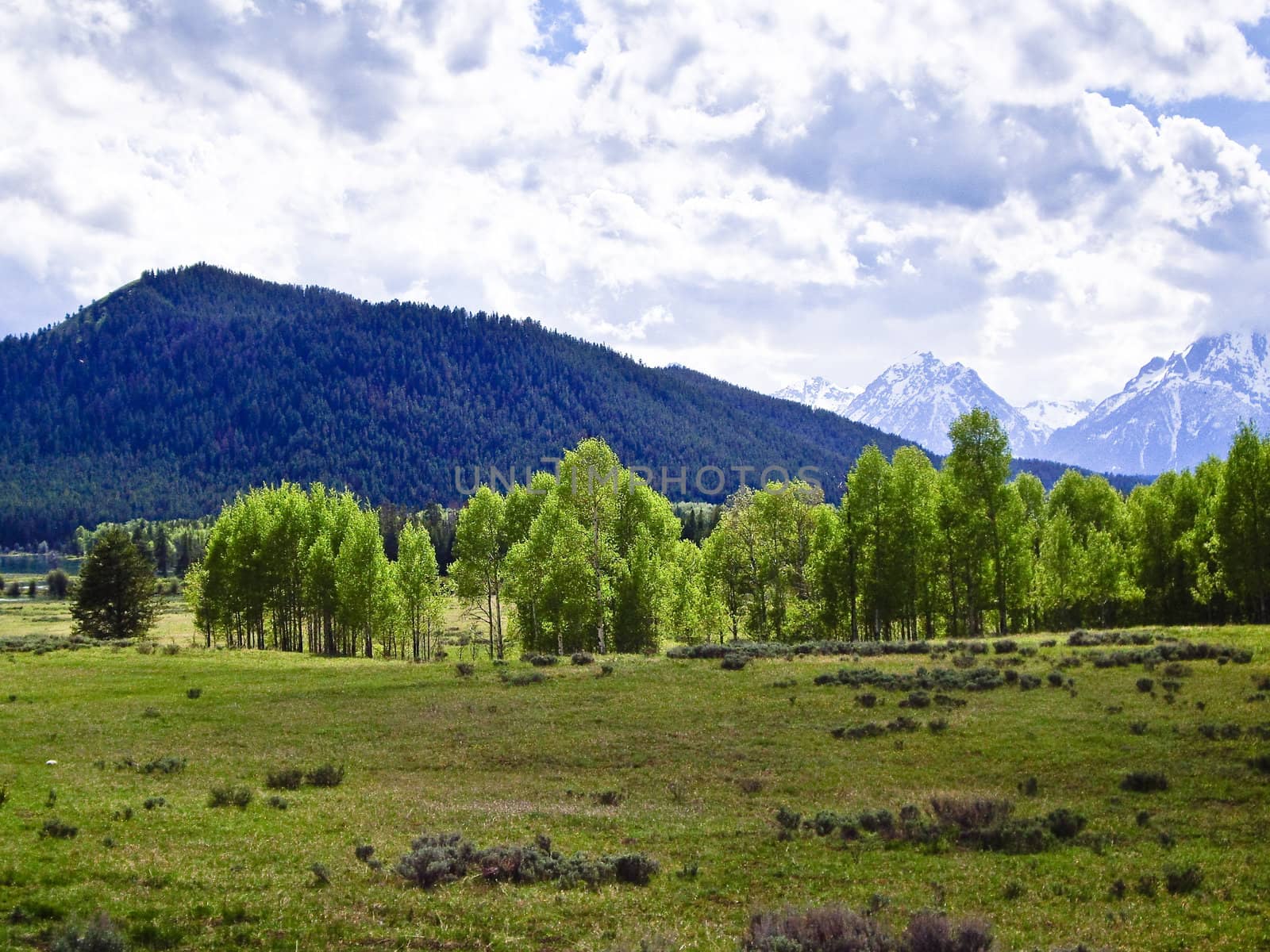 Green meadow at foot of Teton Peaks by emattil