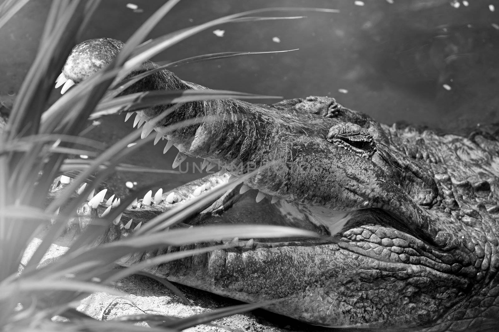 Black and white portrait of a crocodile in Costa Rica