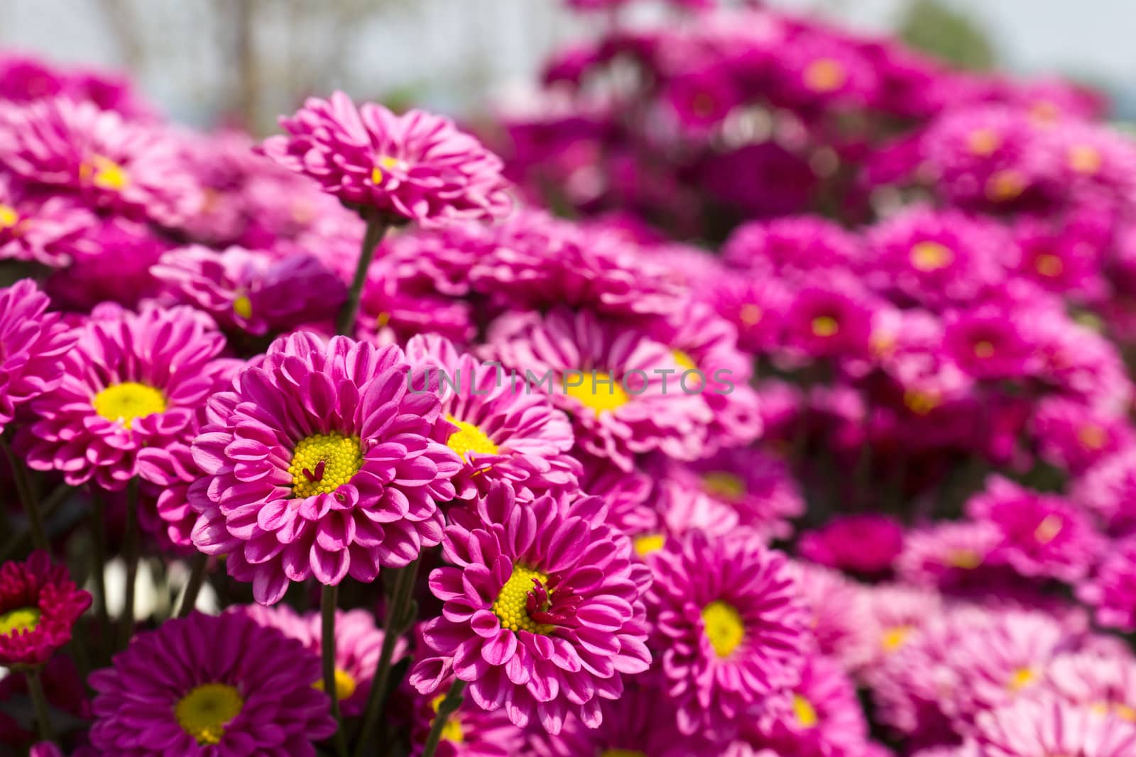 Colorful pink chrysanthemum  flowers in garden