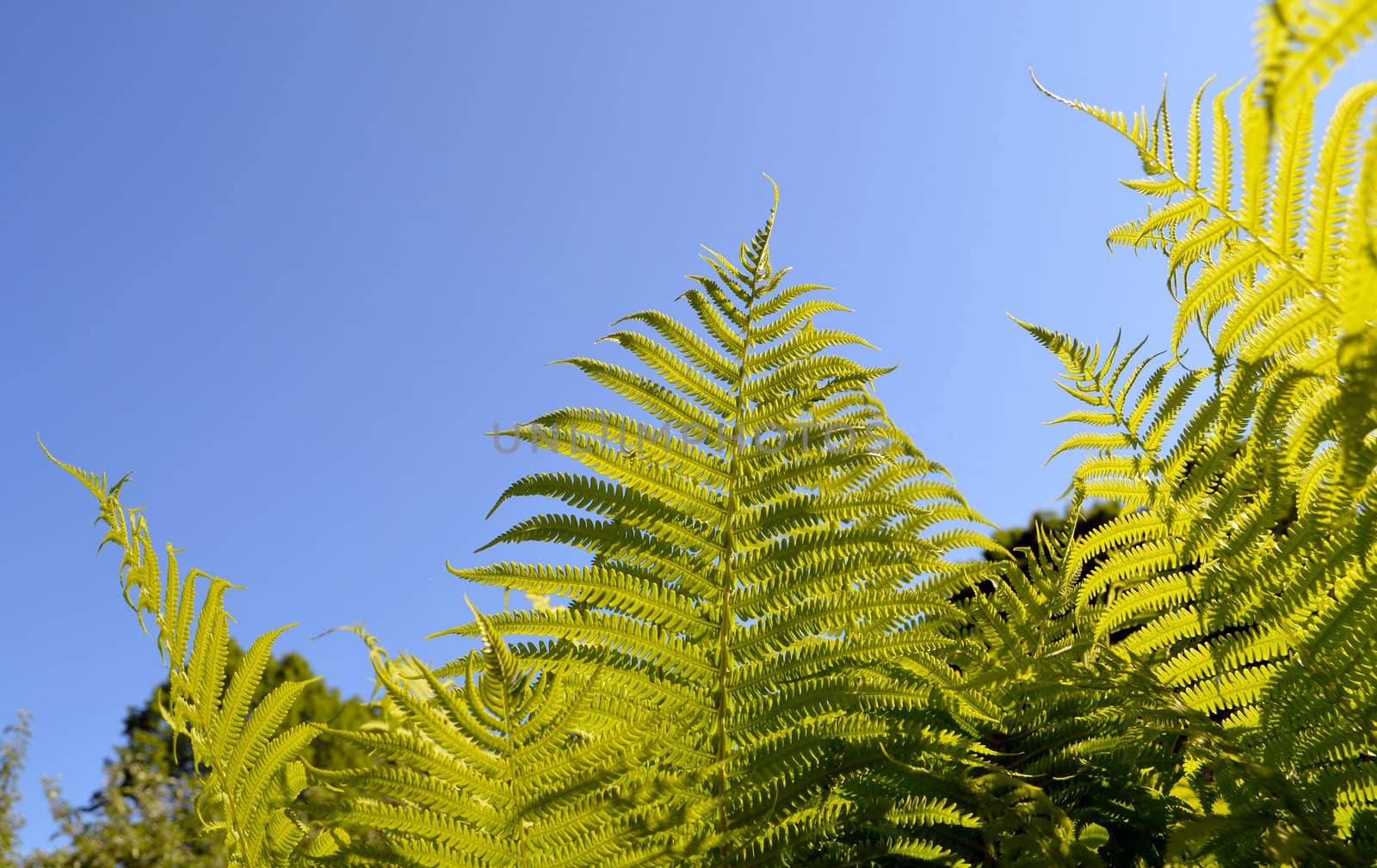 Fern verdant twig leaves on background of blue sky by sauletas