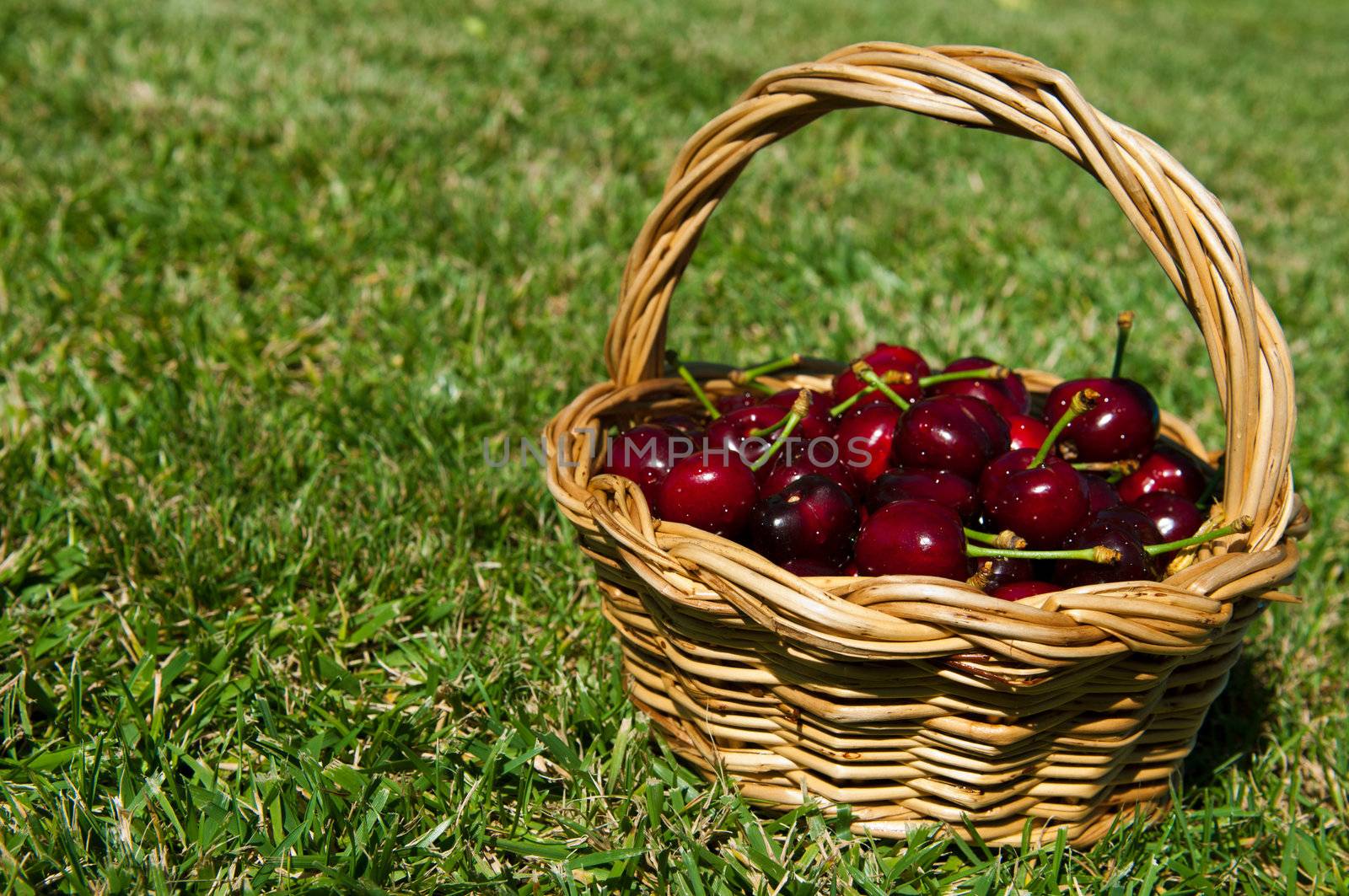 fresh portuguese cherries in a wicker basted (focus on the foreground, grass background)