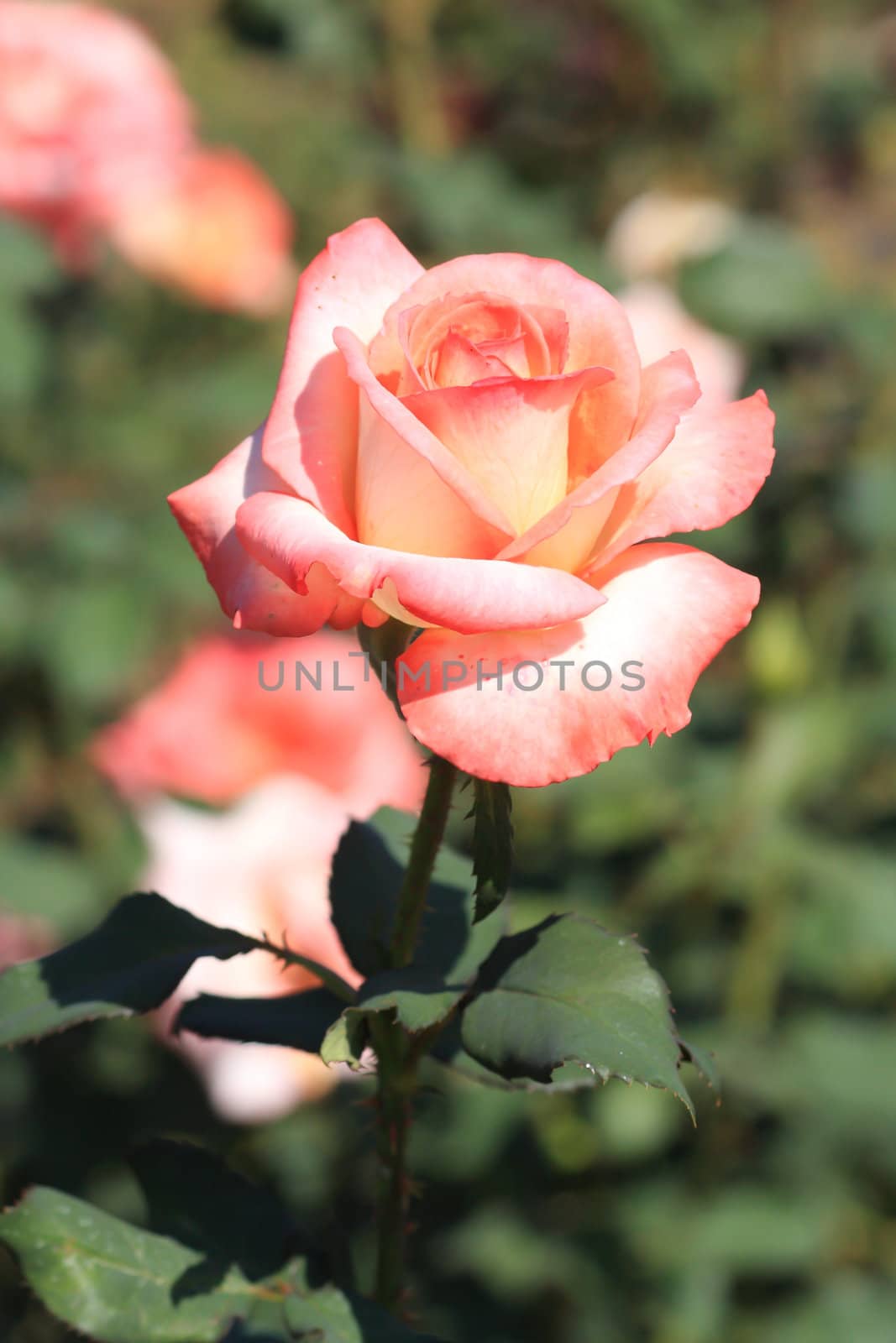 Roses on a bush in a garden. Shallow DOF