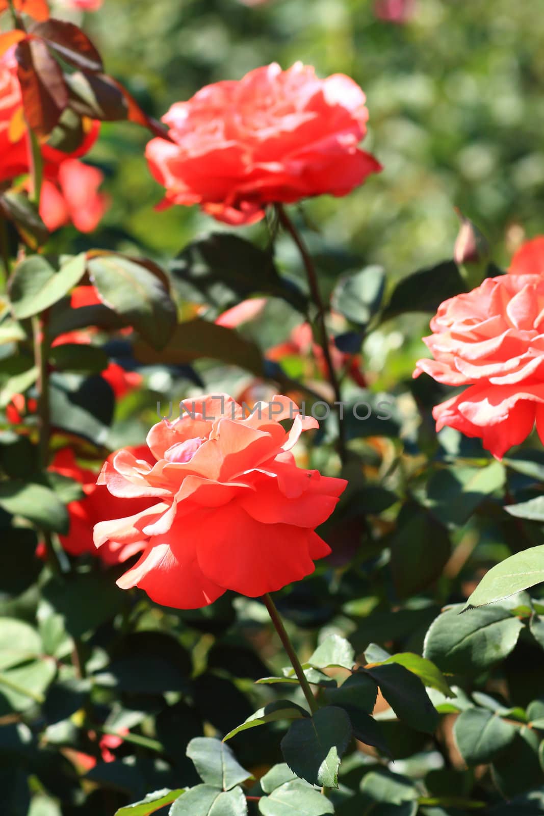 beautiful bush of red roses