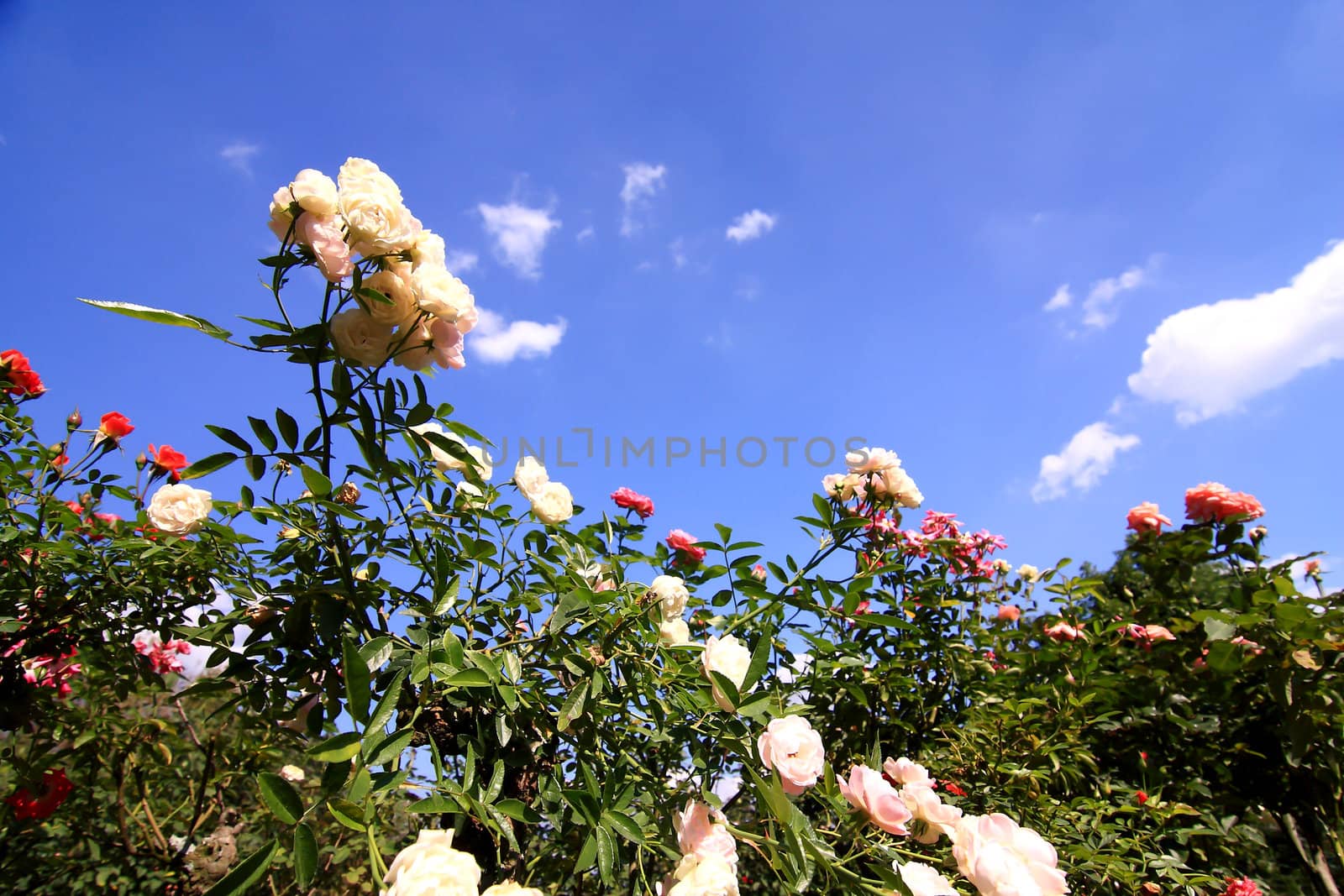 Roses in garden