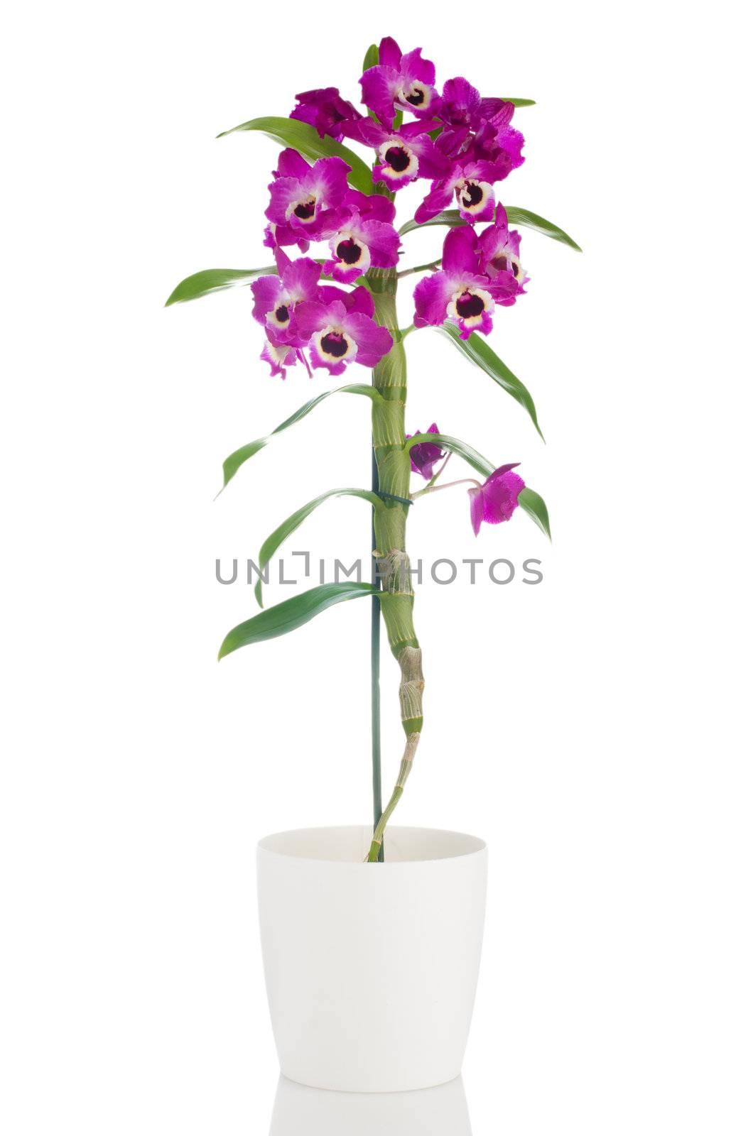 Pink orchid in a white flowerpot on white background.