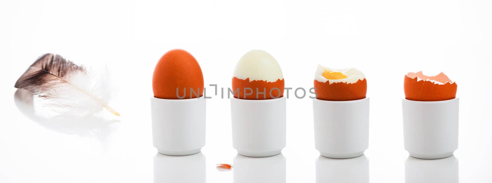 Egg collection on white background