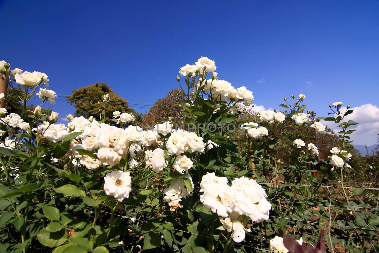 White roses - Alba,against blue sky. 
 by rufous