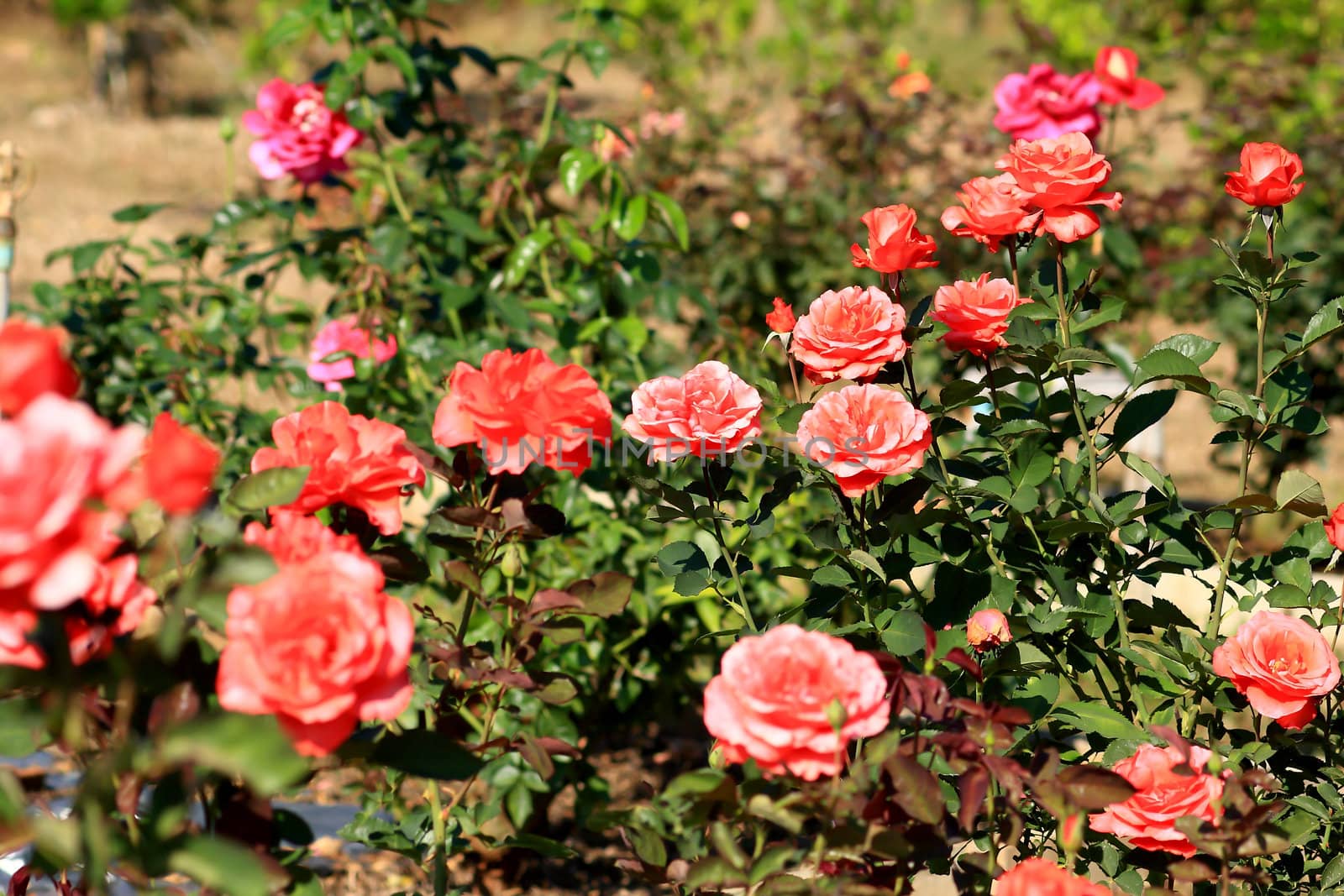 beautiful bush of red roses