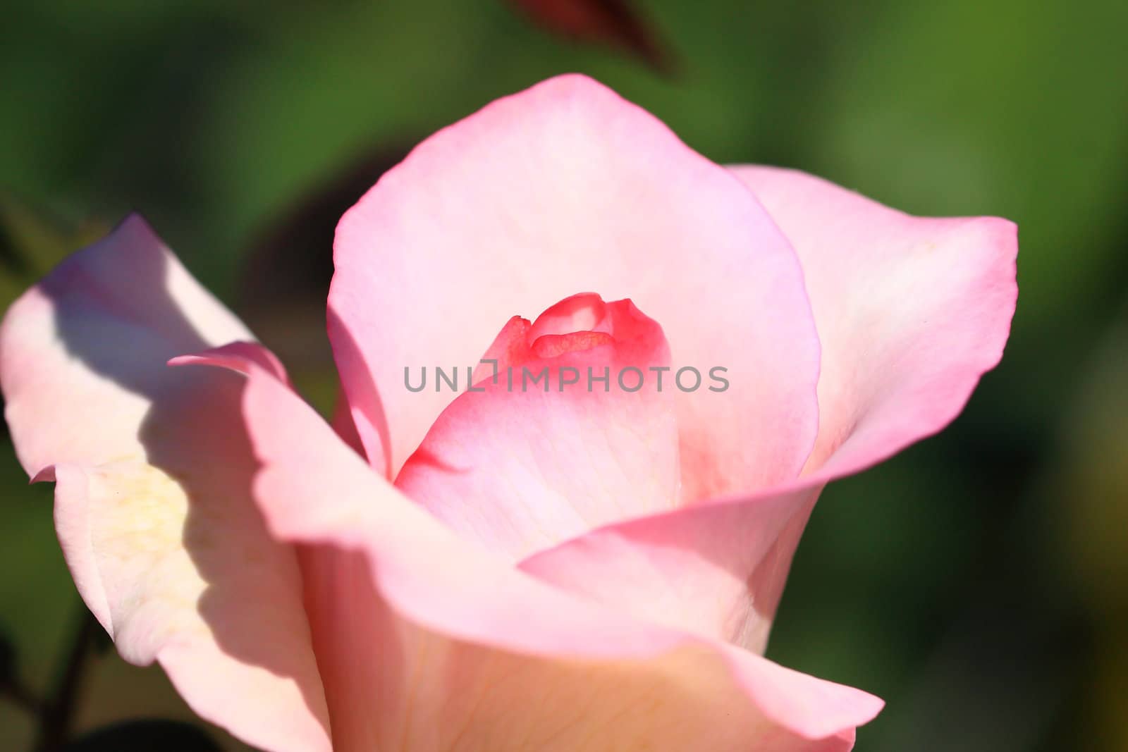 Roses in garden