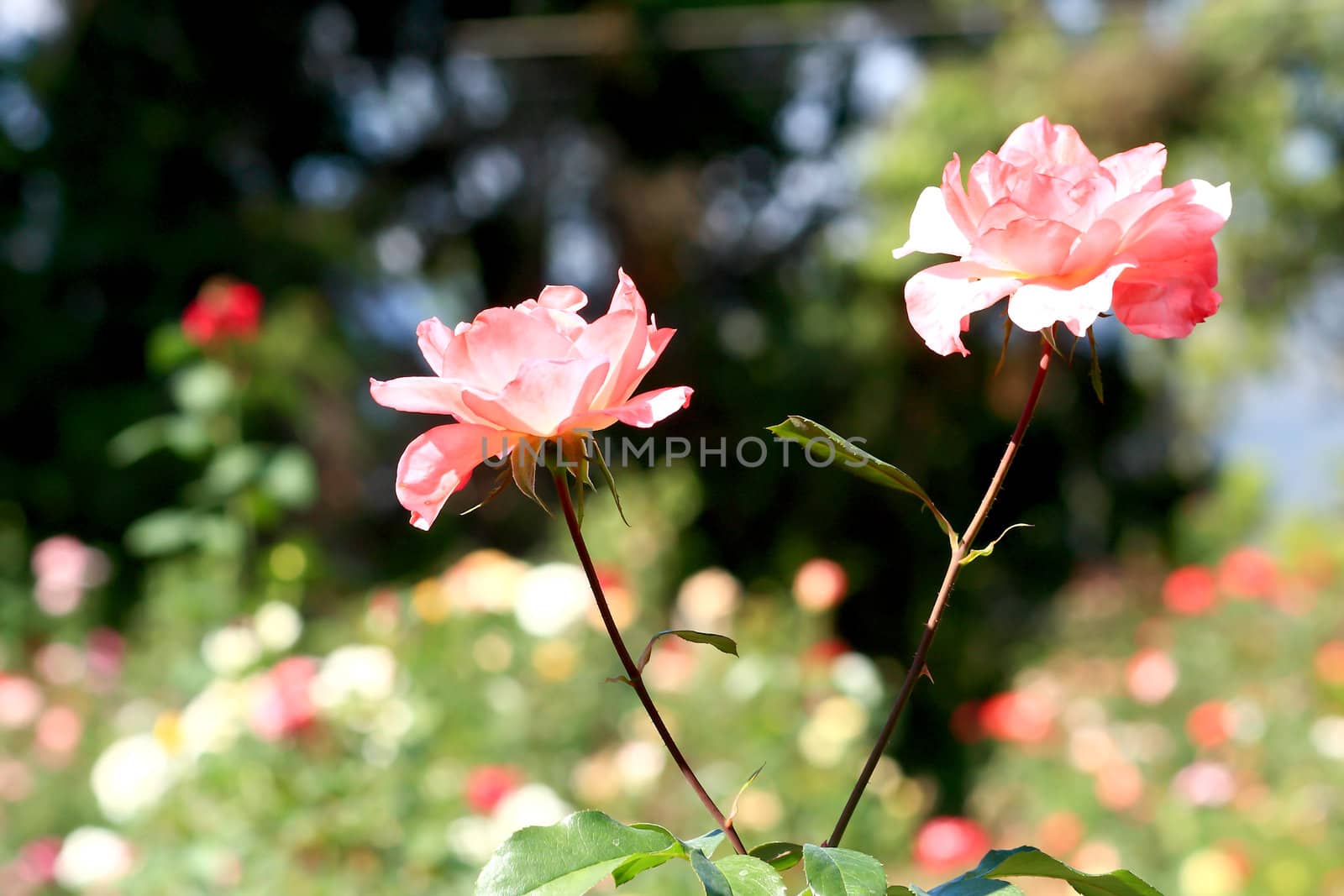 Roses in garden