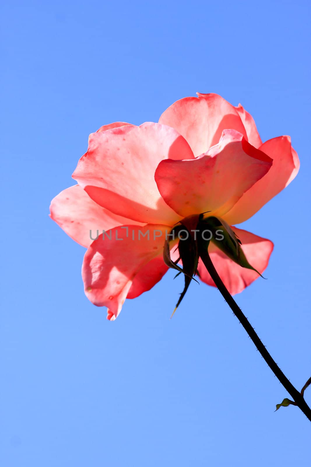 Roses in garden 
 by rufous