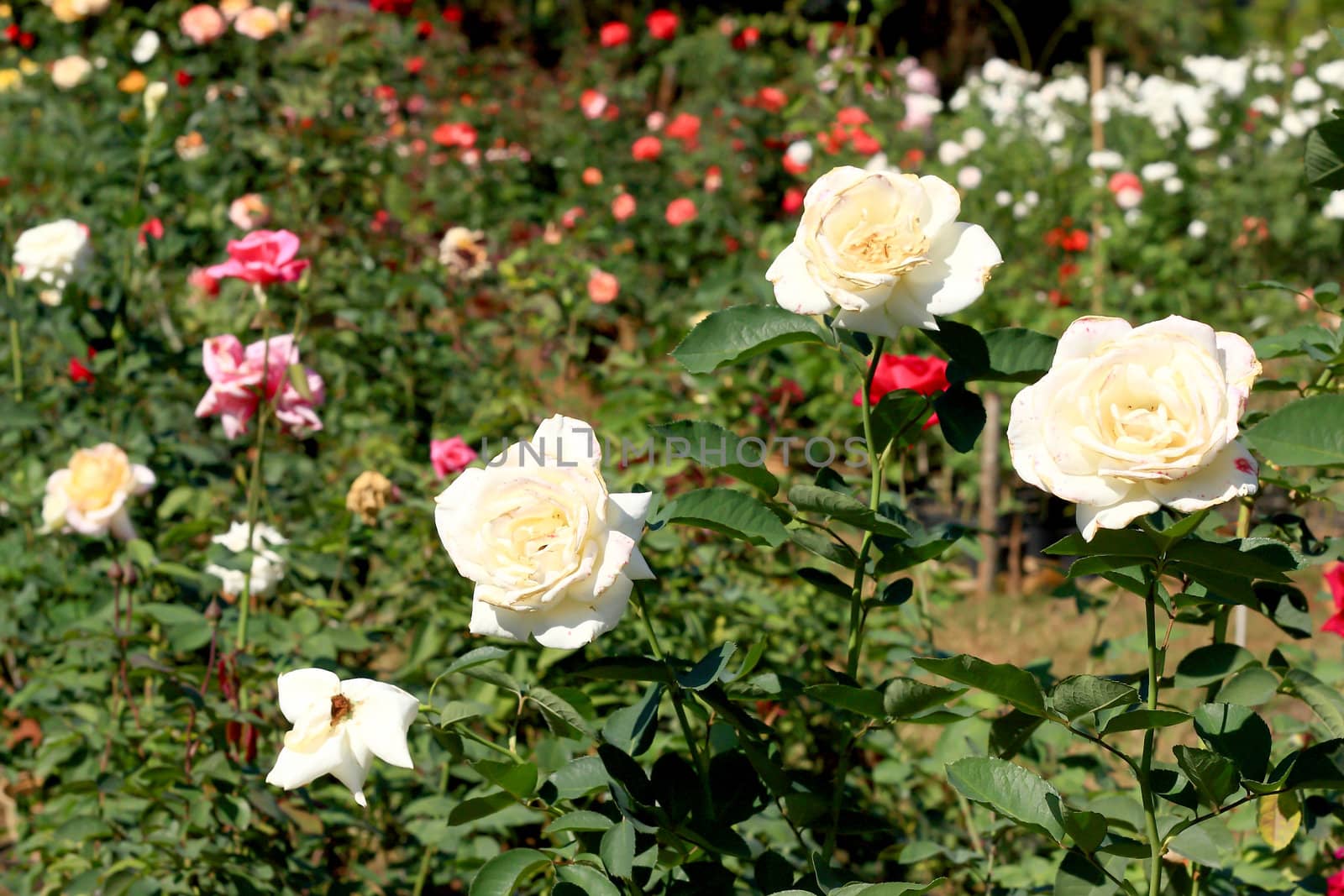 Roses in garden