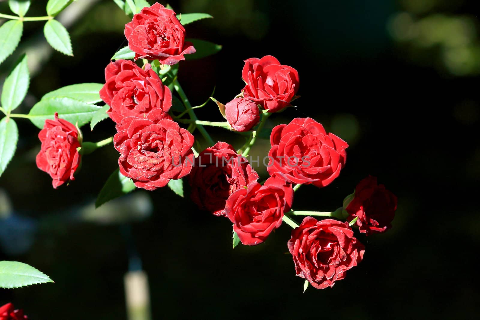 beautiful bush of red roses 
 by rufous