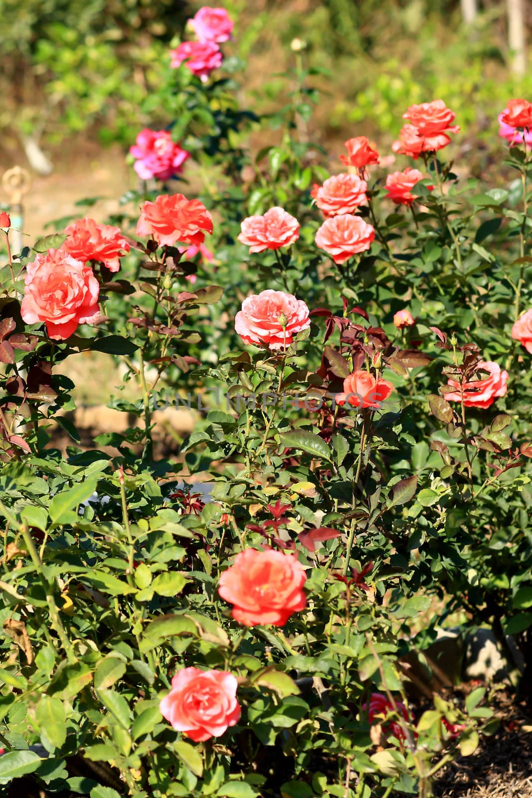 beautiful bush of red roses 
 by rufous