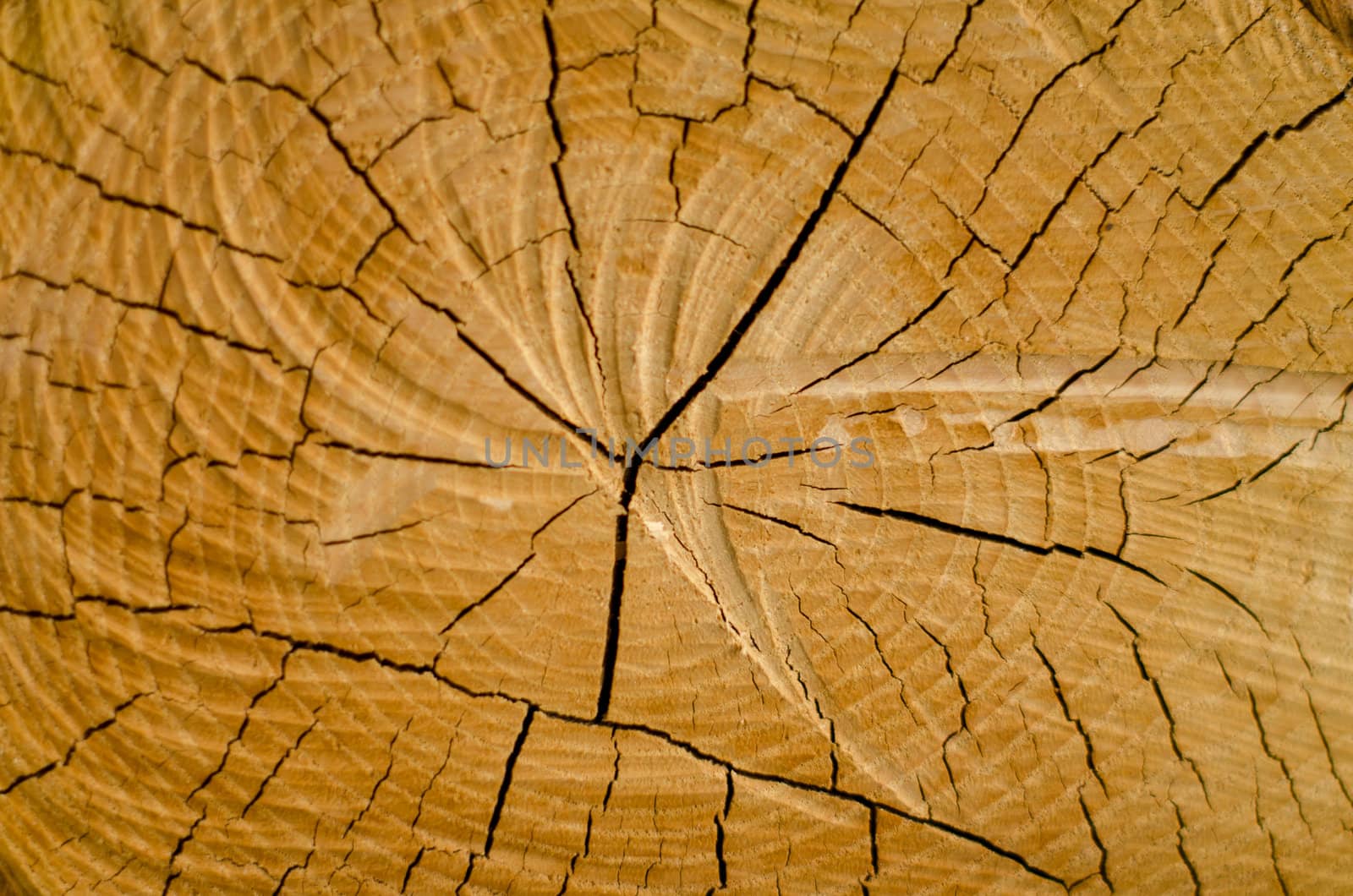 Old pine tree cut texture.