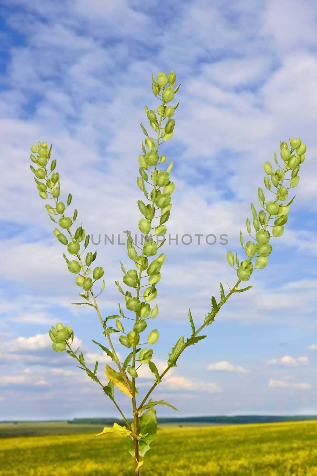 Field Pennycress plant on the background of field and sky with white clouds. Latin name: Thlaspi arvense. Mustard family � Brassicaceae.