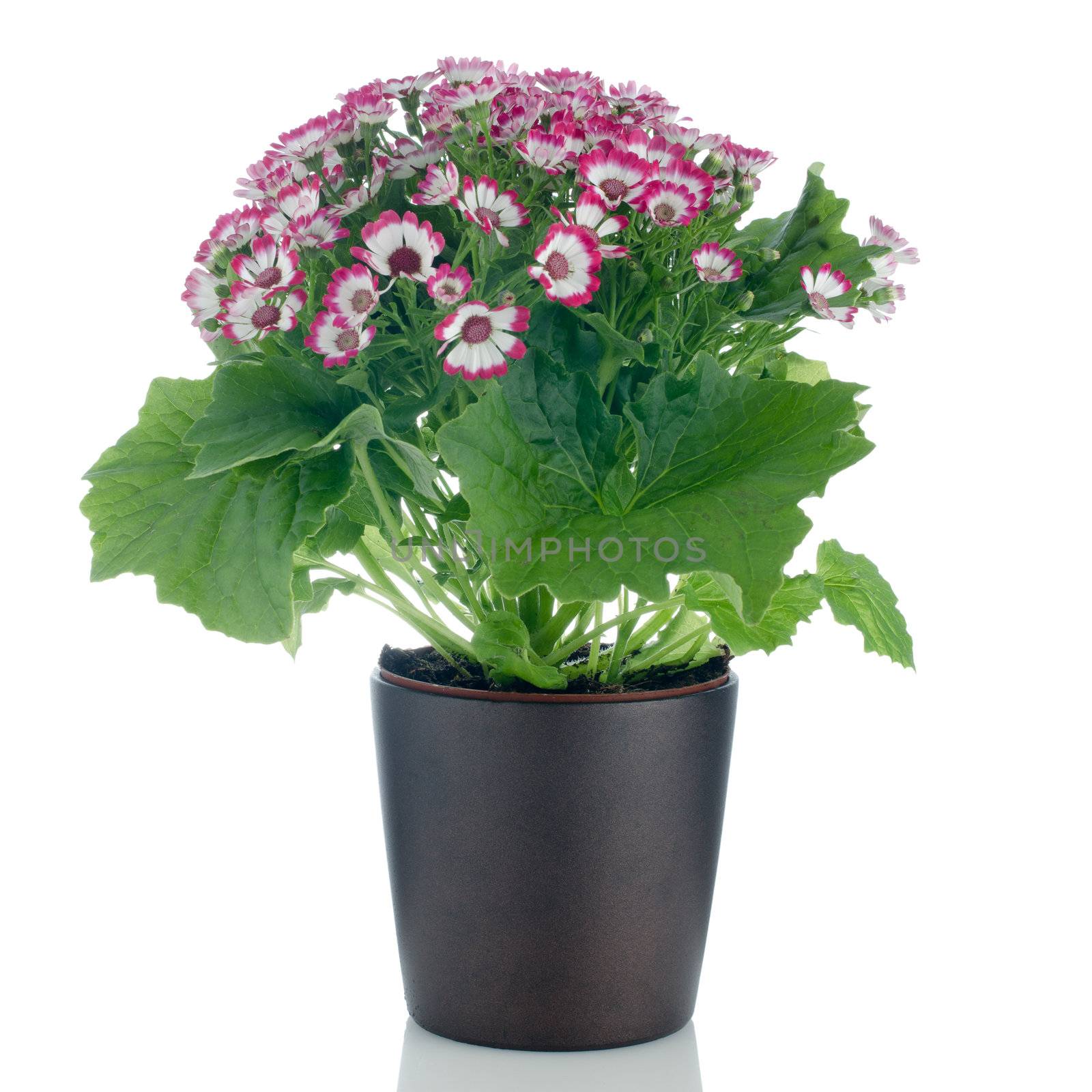 Beautiful pink flowers in a dark flowerpot on white background.