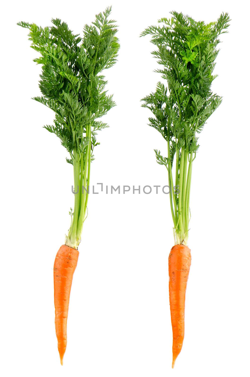 Two fresh carrots isolated on white background.