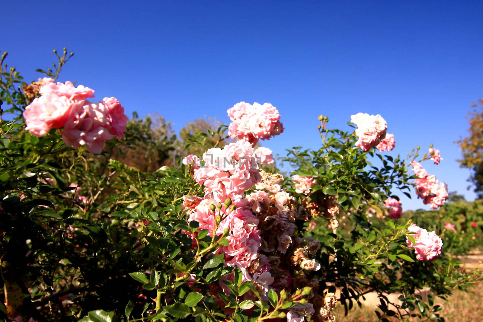 Roses in garden