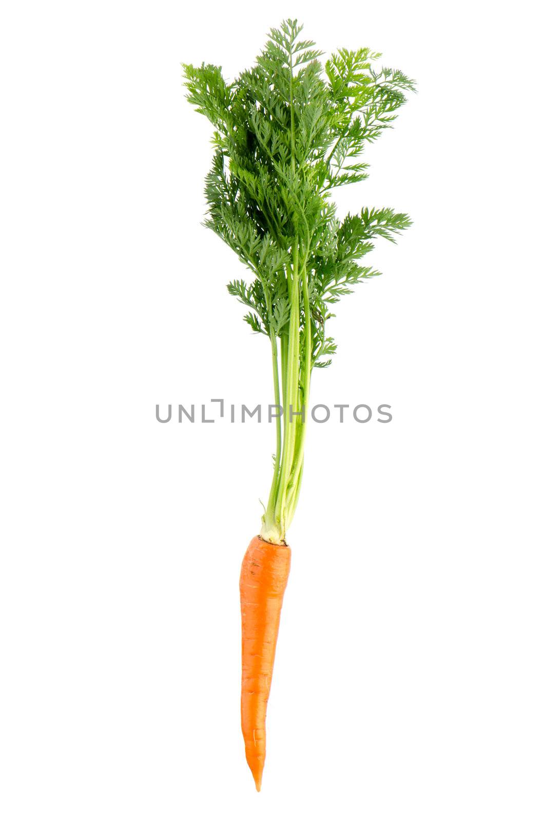 Fresh carrot isolated on white background.