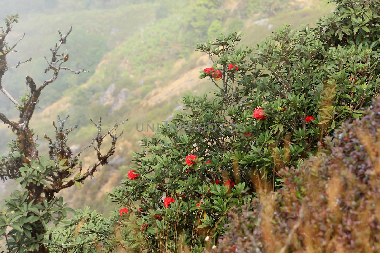 rhododendron flower background in Doi Inthanon, Thailand. by rufous