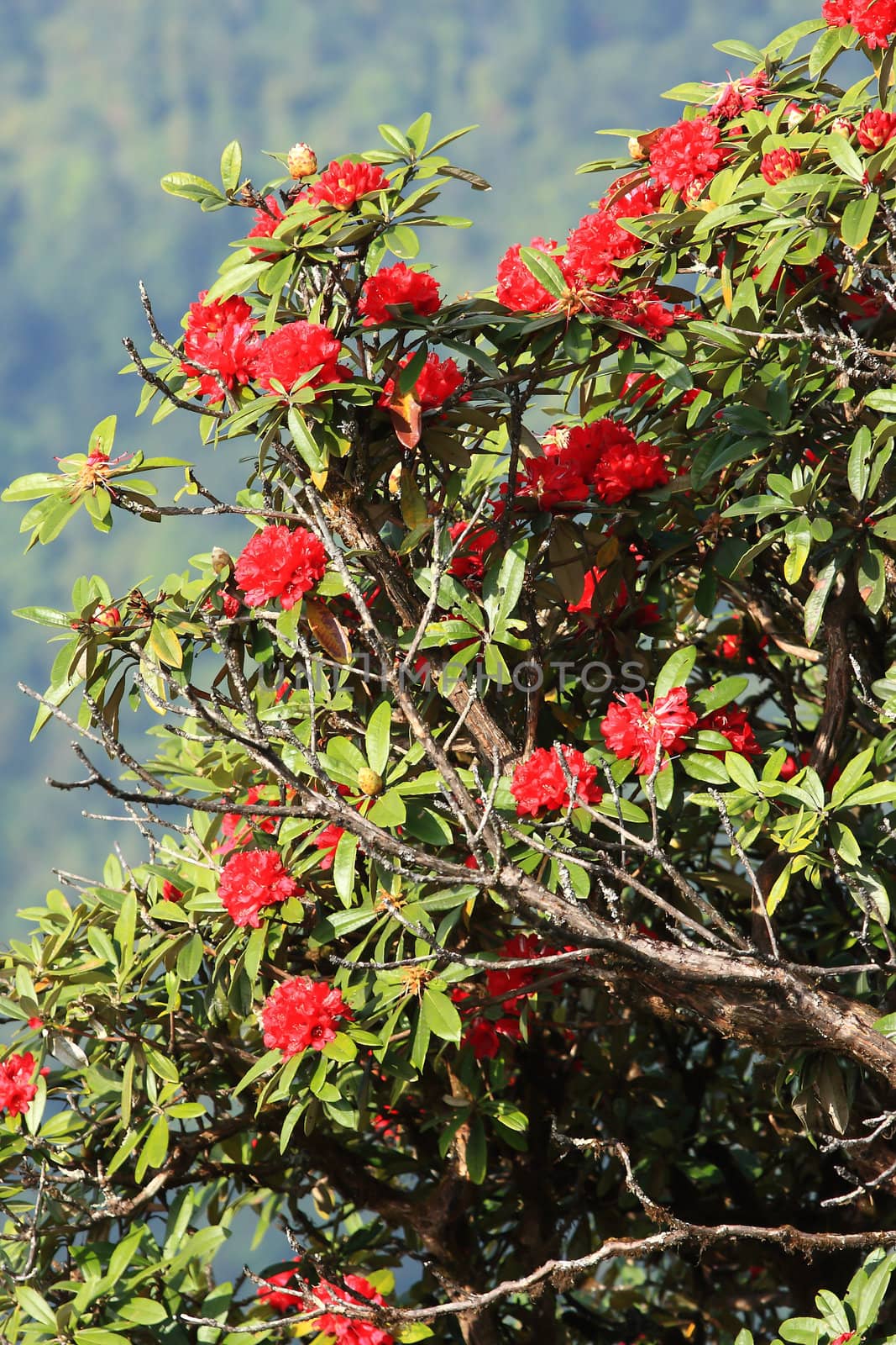 rhododendron flower background in Doi Inthanon, Thailand.