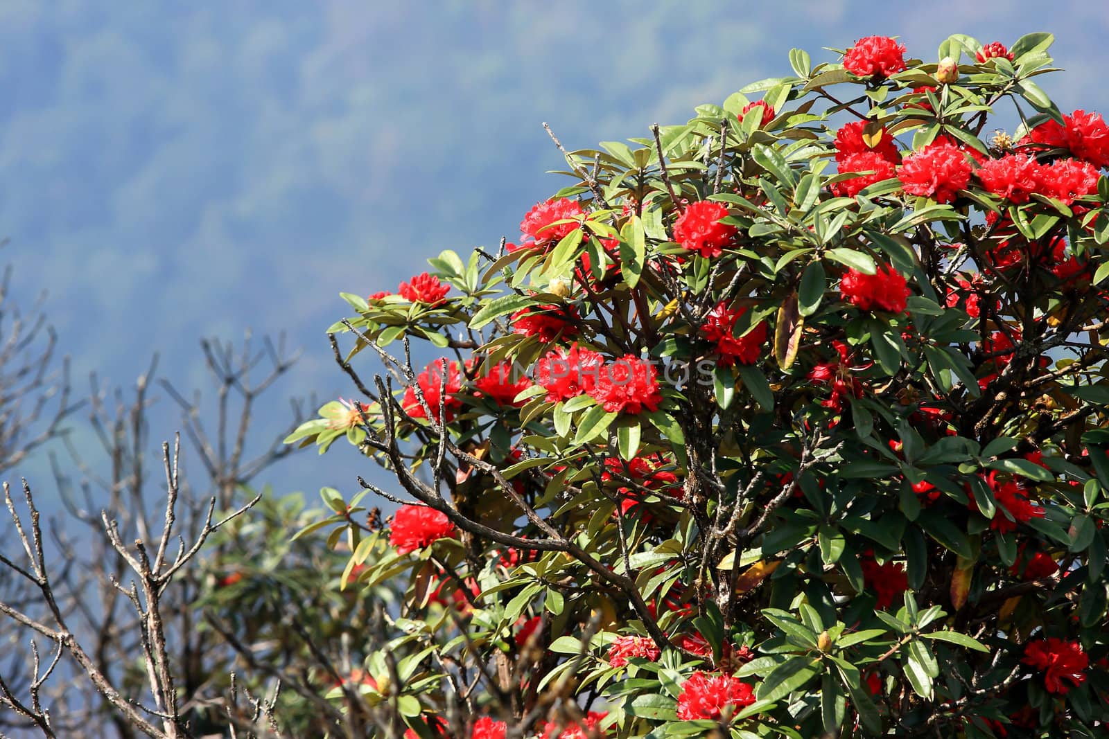 rhododendron flower background in Doi Inthanon, Thailand. by rufous
