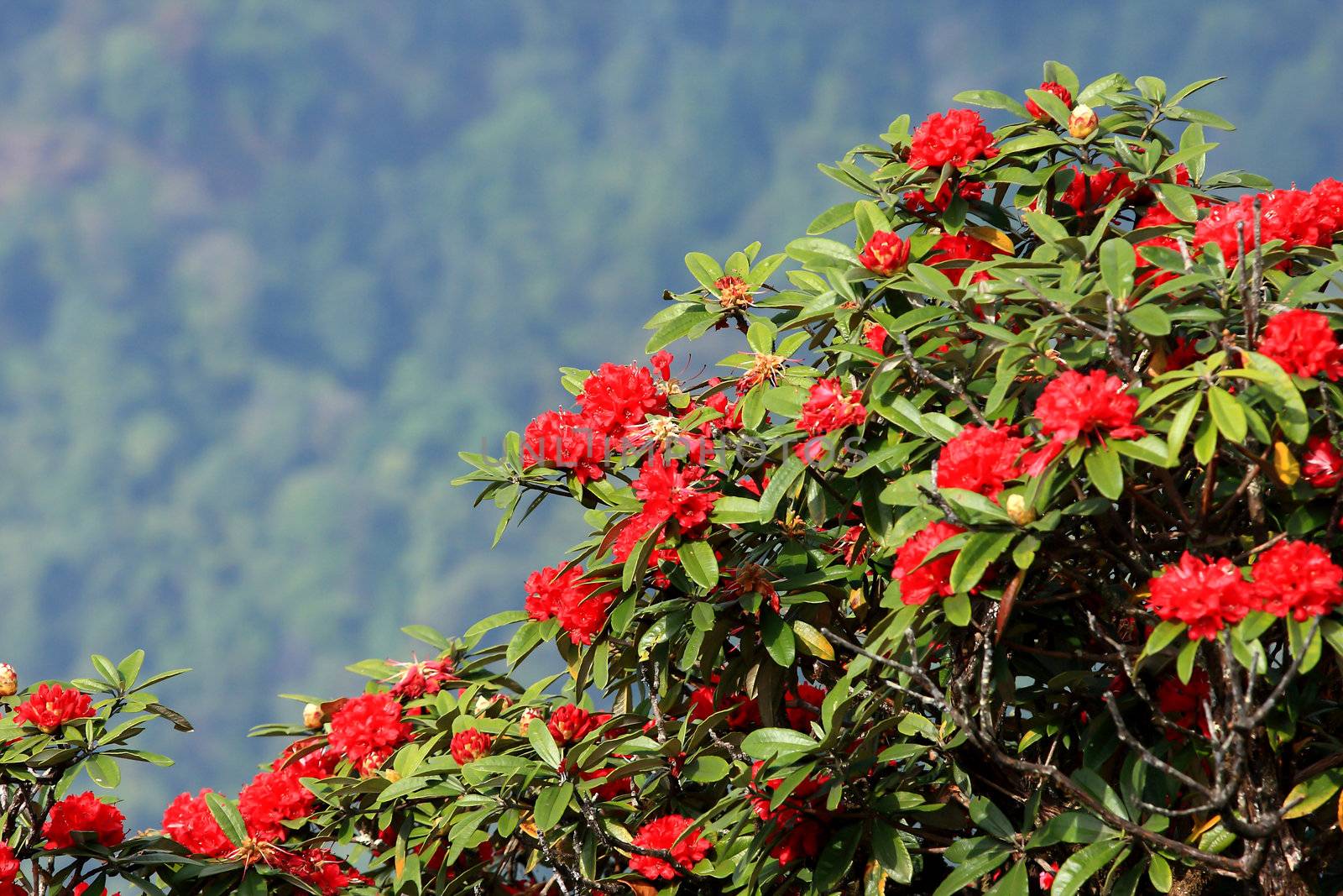 rhododendron flower background in Doi Inthanon, Thailand. by rufous